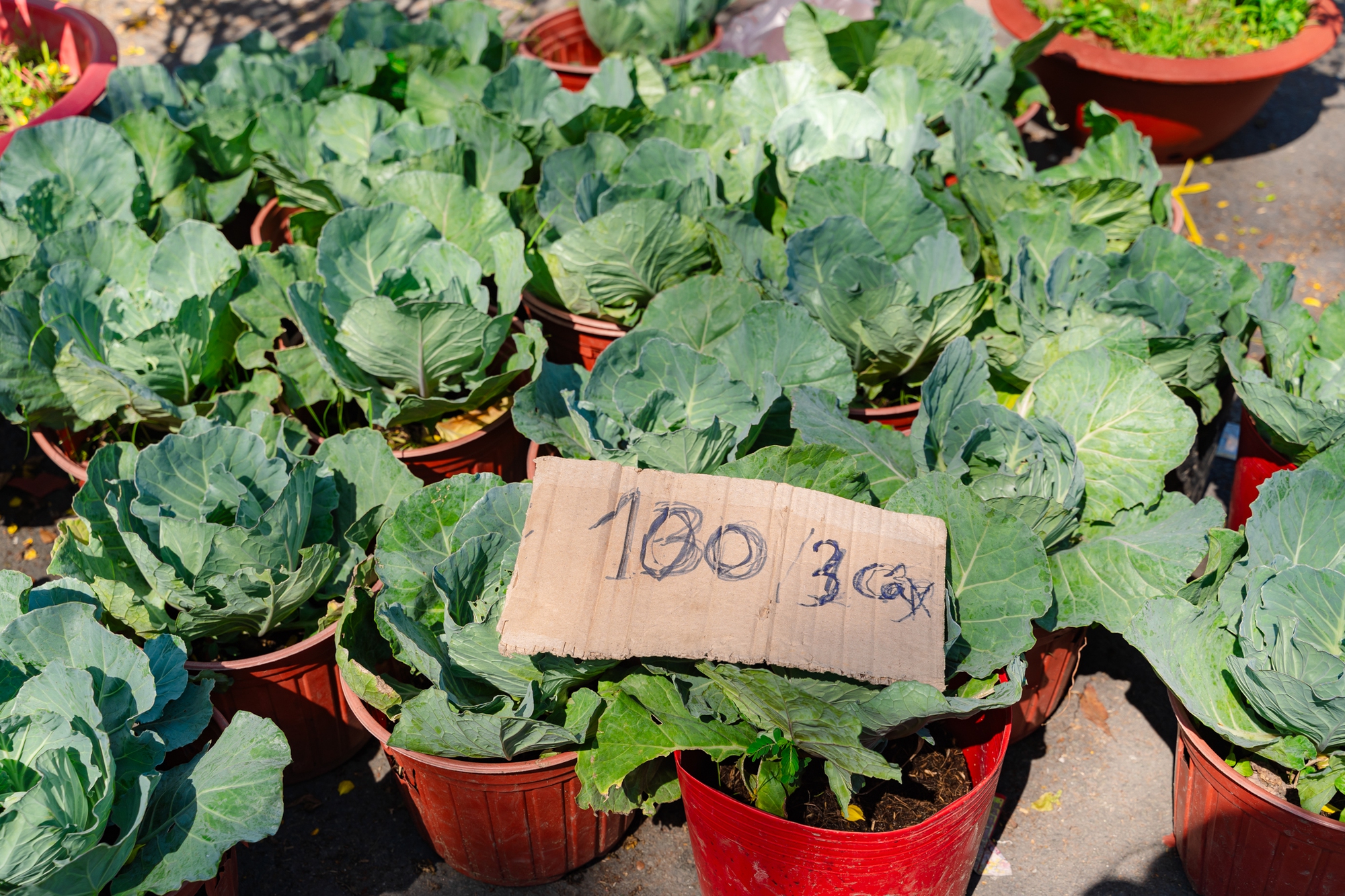 Trưa 29 Tết: Tiểu thương bán vội, khách mua nhanh, chợ hoa TP.HCM nhộn nhịp phút cuối- Ảnh 10.