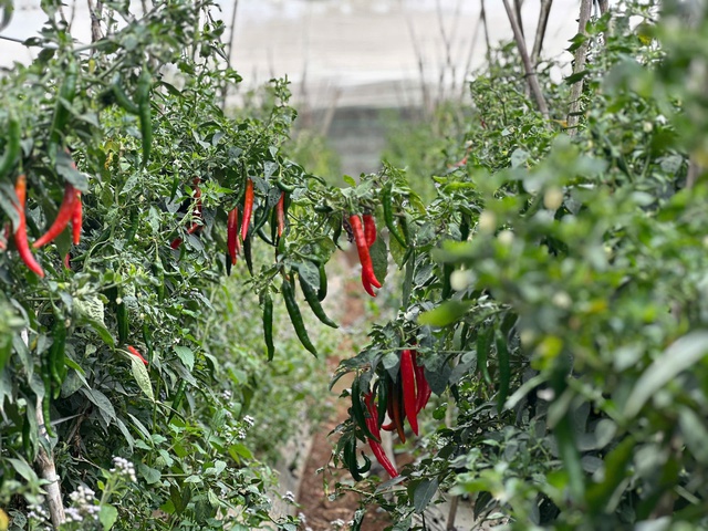 Từ bùn đất đến sắc xuân trên 