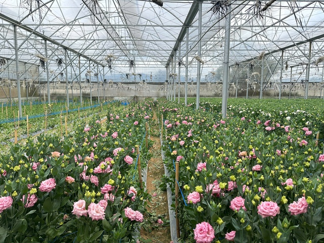 Từ bùn đất đến sắc xuân trên 