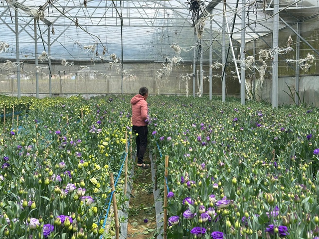 Từ bùn đất đến sắc xuân trên 