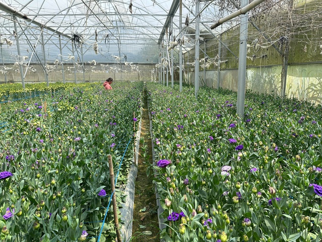 Từ bùn đất đến sắc xuân trên 