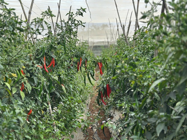 Từ bùn đất đến sắc xuân trên 