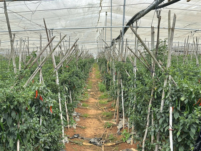 Từ bùn đất đến sắc xuân trên 