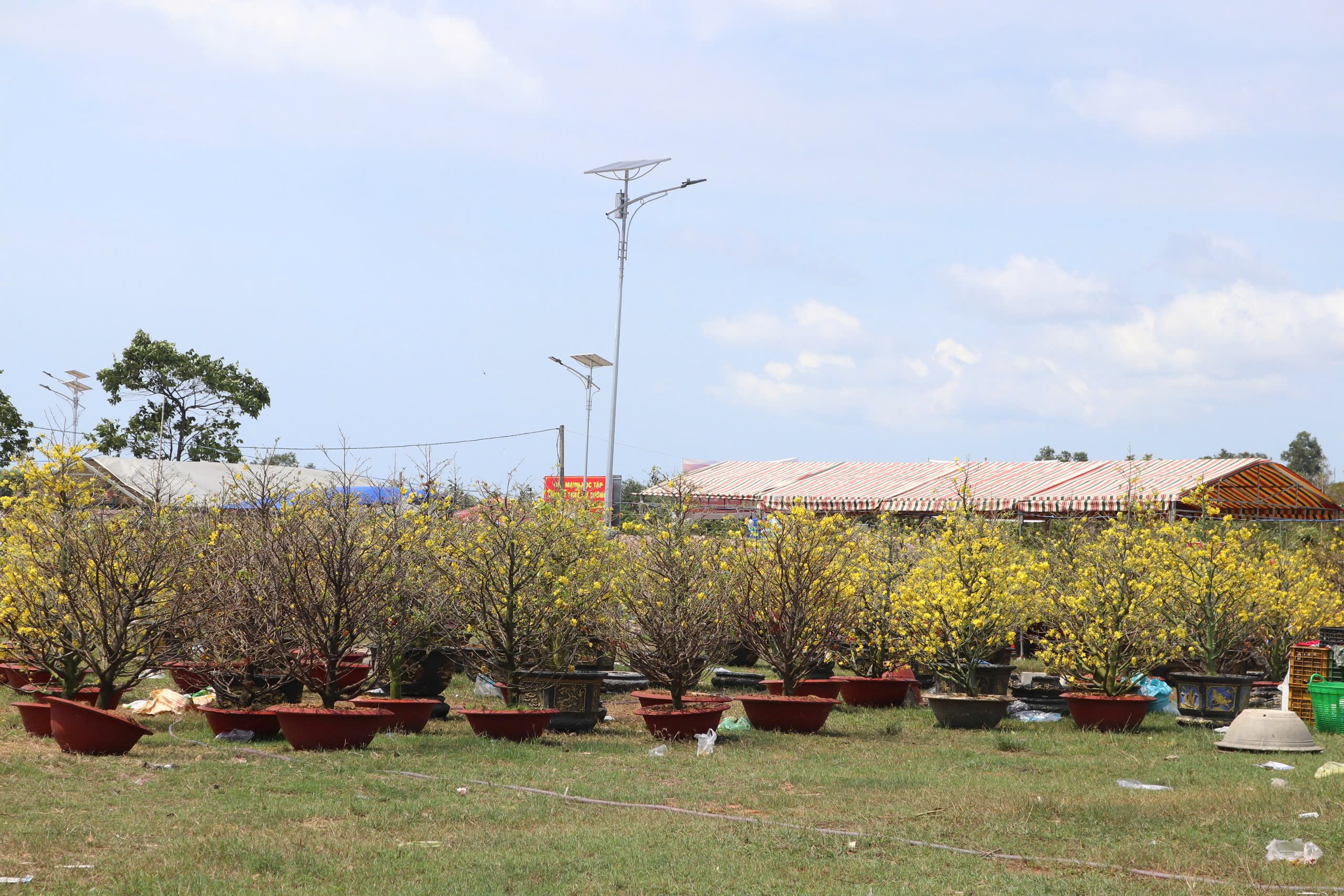 Mai nở sớm, nhà vườn buồn bã chờ xe đến chợ hoa tết Phú Quốc chở về  - Ảnh 2.