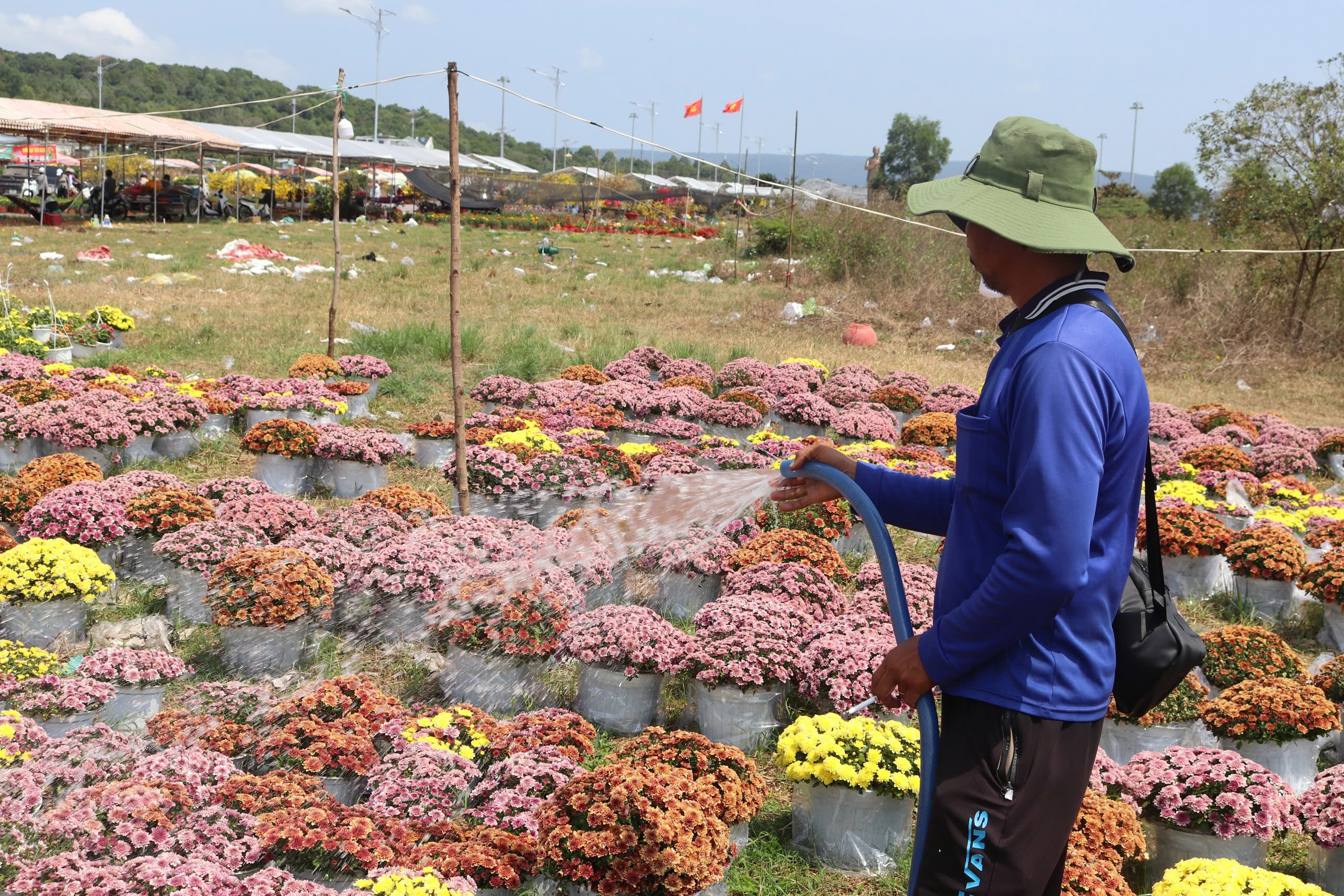 Mai nở sớm, nhà vườn buồn bã chờ xe đến chợ hoa tết Phú Quốc chở về  - Ảnh 3.