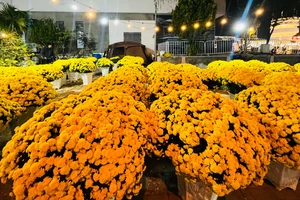 Cúc mâm xôi Hàn Quốc lạ mắt hút khách tại chợ hoa Tết Đà Nẵng