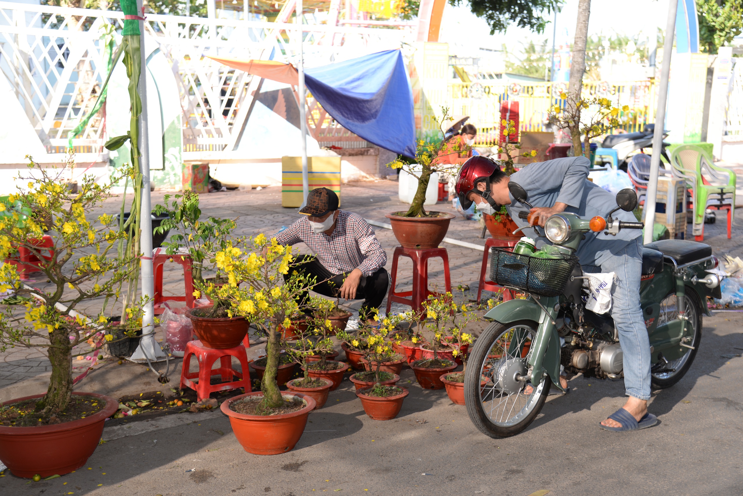 kiểng Tết - Ảnh 3.