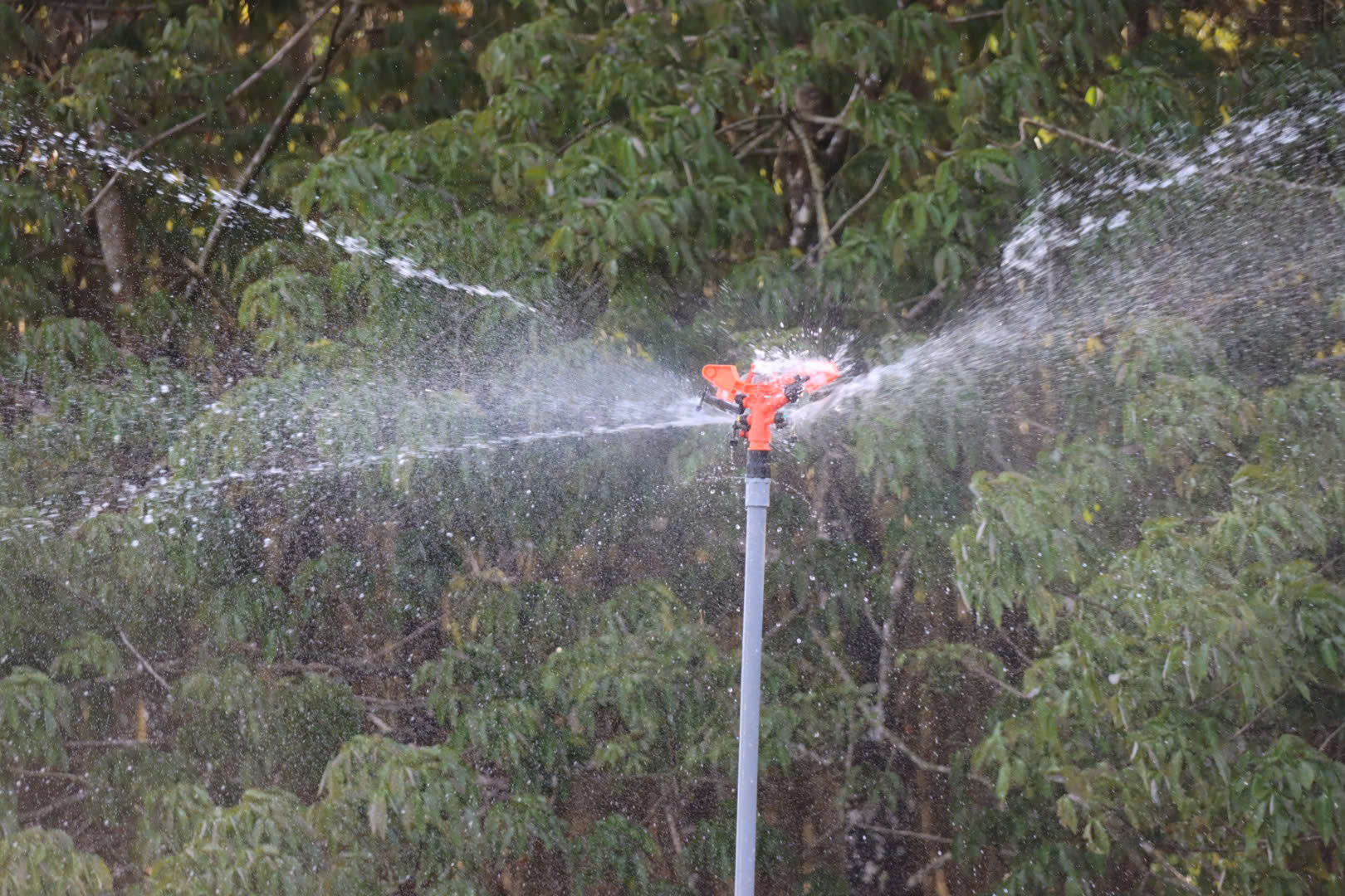 Nông dân Gia Lai hối hả tưới cà phê chạy tết trước mùa khô khắc nghiệt- Ảnh 2.