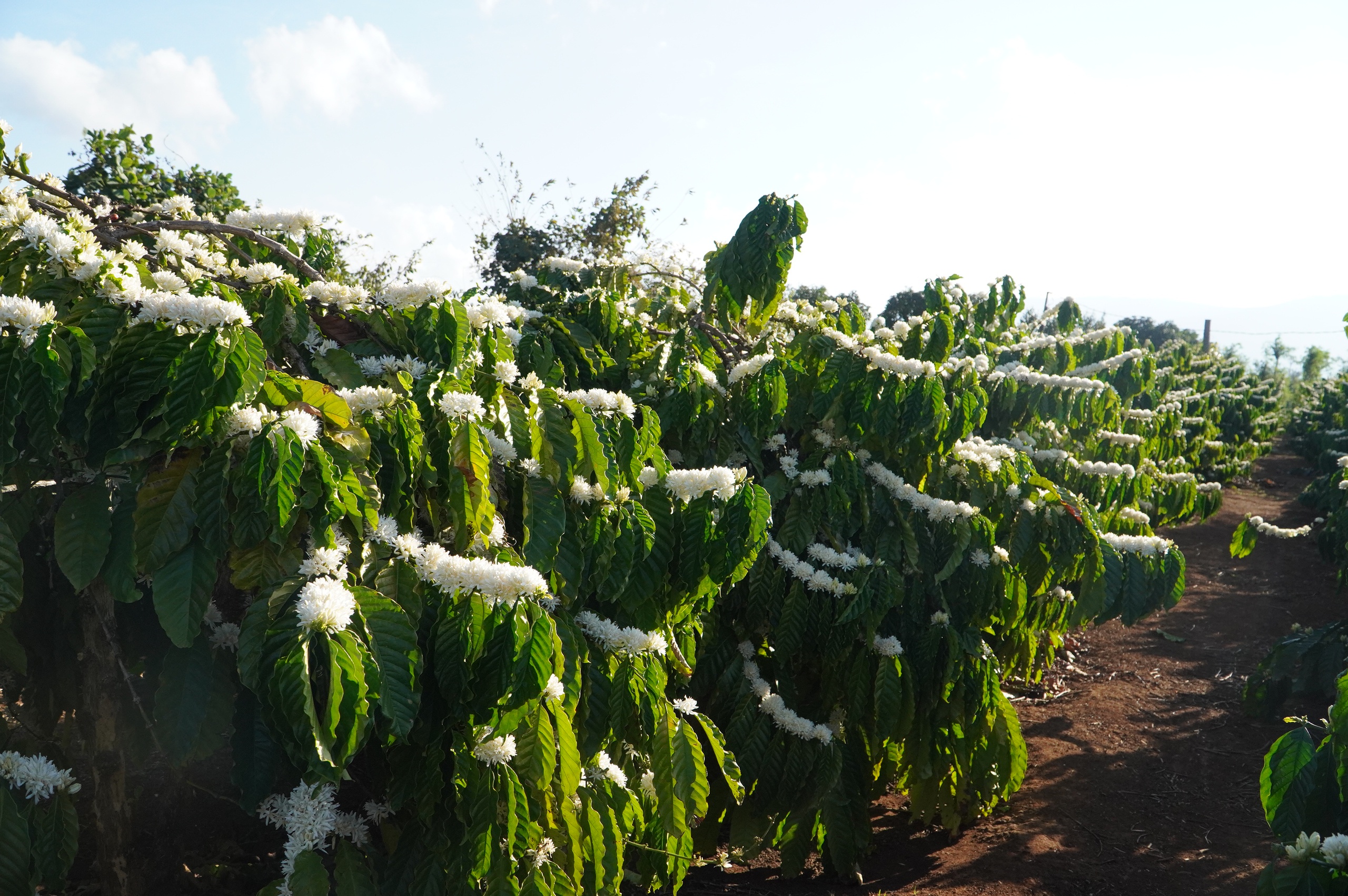 Nông dân Gia Lai hối hả tưới cà phê chạy tết trước mùa khô khắc nghiệt- Ảnh 4.