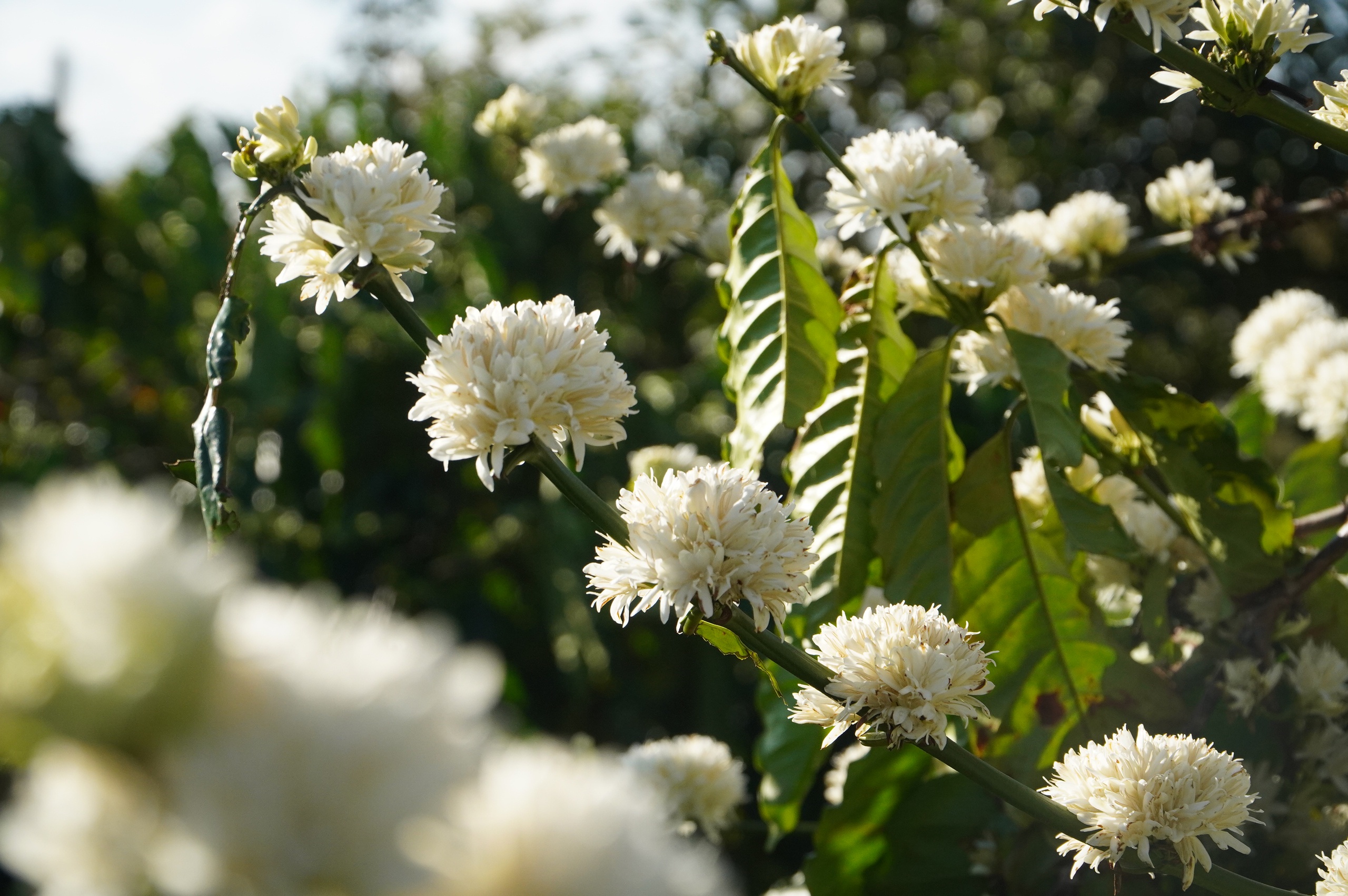 Nông dân Gia Lai hối hả tưới cà phê chạy tết trước mùa khô khắc nghiệt- Ảnh 5.