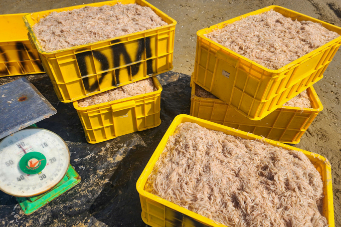 Ruốc biển được bỏ vào khay nhựa để nhập cho thương lái. Ảnh: Đức Hùng