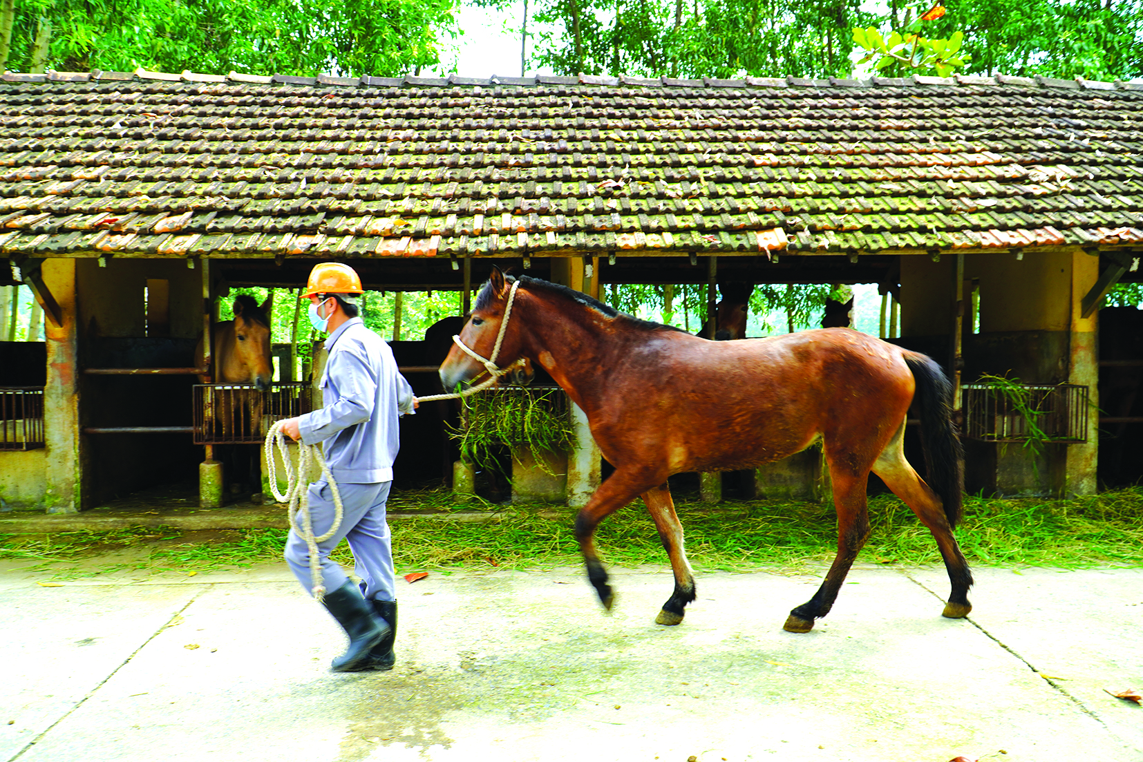 130 năm nuôi ngựa cứu người - Ảnh 3.