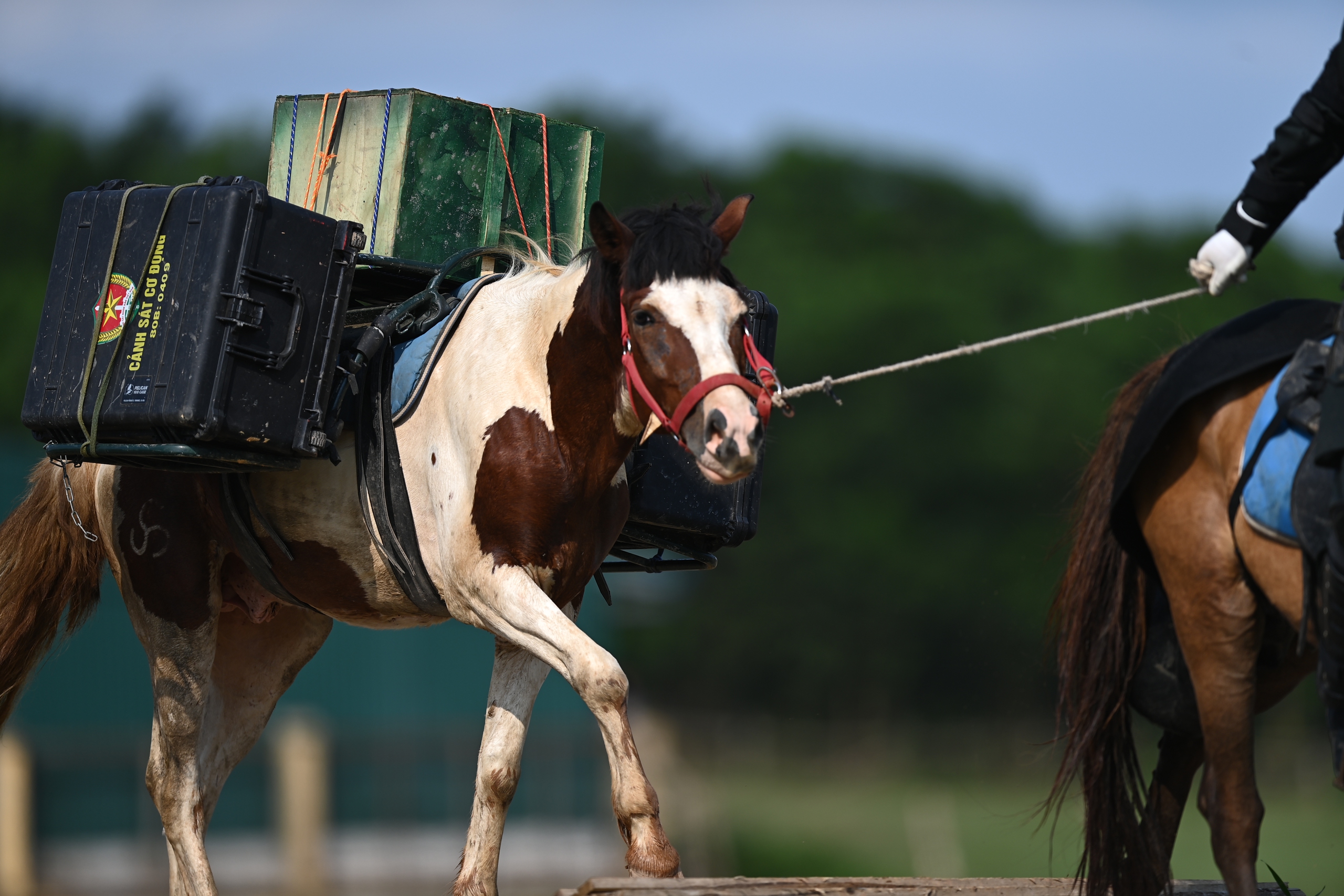 Đầu năm ngựa, 'xông đất' Đoàn Cảnh sát cơ động Kỵ binh 15 ngựa - Ảnh 21.