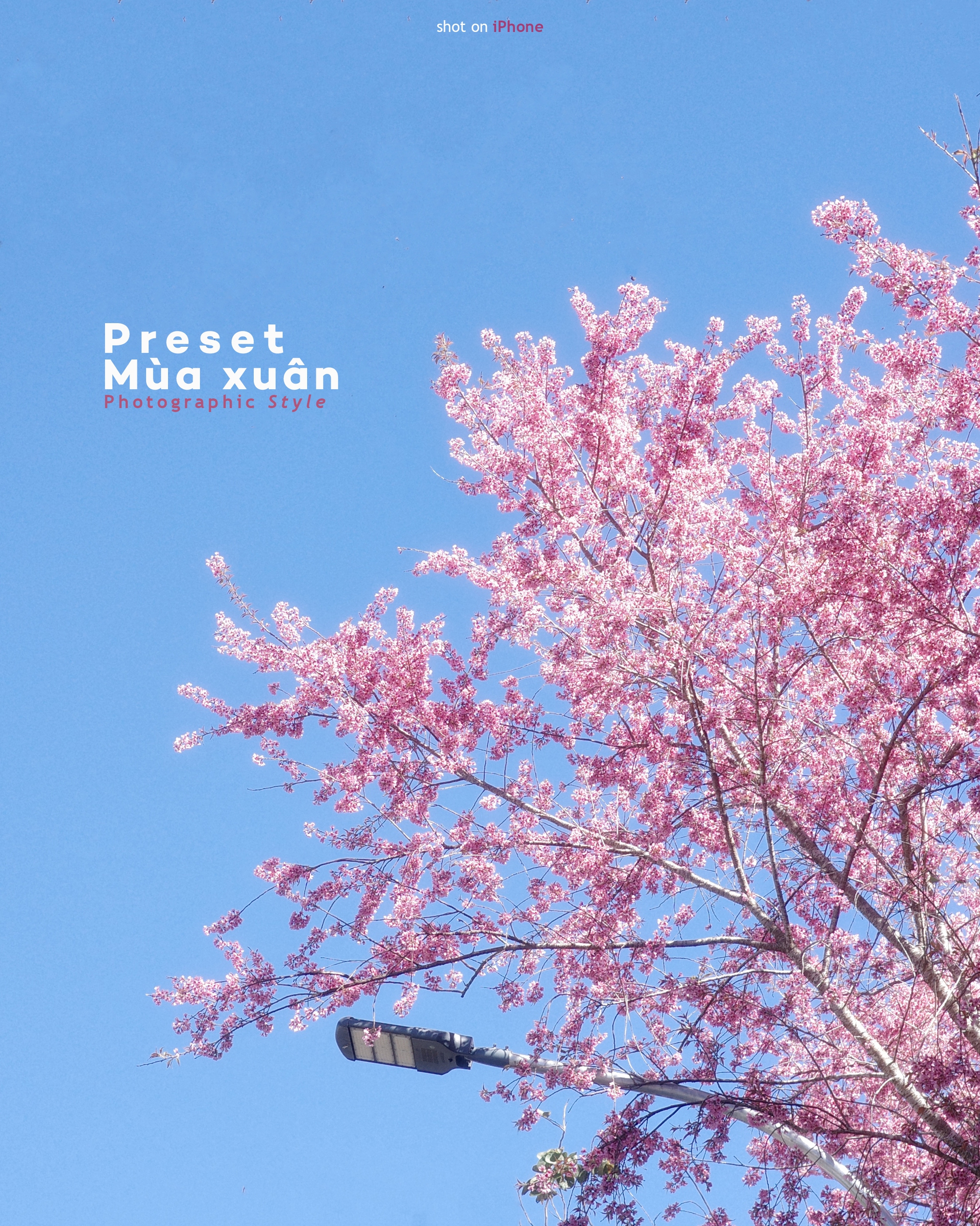 Tết đủ đầy qua lăng kính sáng tạo của người trẻ Việt- Ảnh 9.