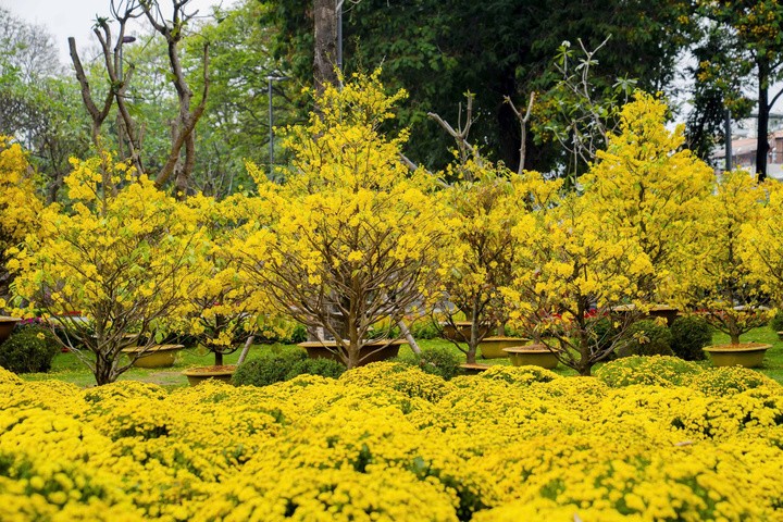Mai, cúc rực rỡ bên trong công viên.