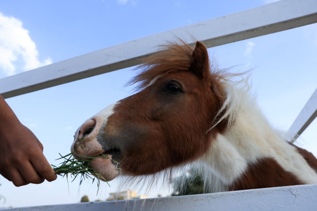 Những điều thú vị về lòai ngựa mà ít ai biết đến trong Năm 2026 - Ảnh 2. Những điều thú vị về lòai ngựa mà ít ai biết đến trong Năm 2026 - Ảnh 2.