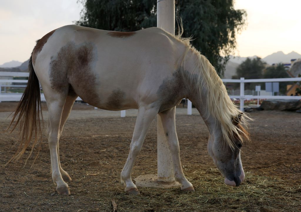 Những điều thú vị về lòai ngựa mà ít ai biết đến trong Năm 2026 - Ảnh 3. Những điều thú vị về lòai ngựa mà ít ai biết đến trong Năm 2026 - Ảnh 3.