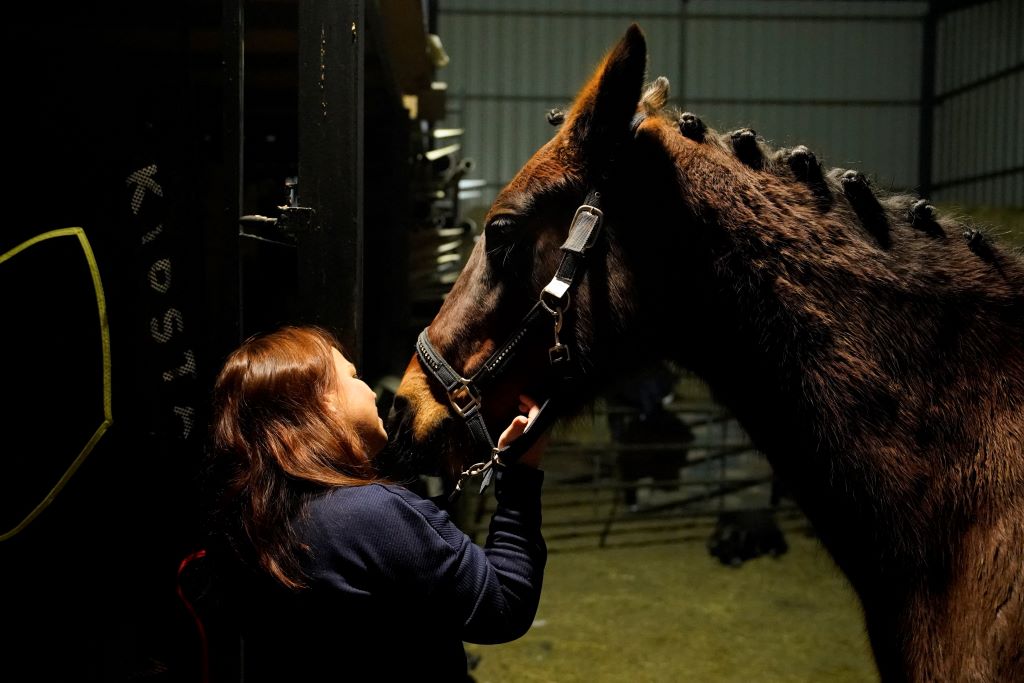 Những điều thú vị về lòai ngựa mà ít ai biết đến trong Năm 2026 - Ảnh 4. Những điều thú vị về lòai ngựa mà ít ai biết đến trong Năm 2026 - Ảnh 4.