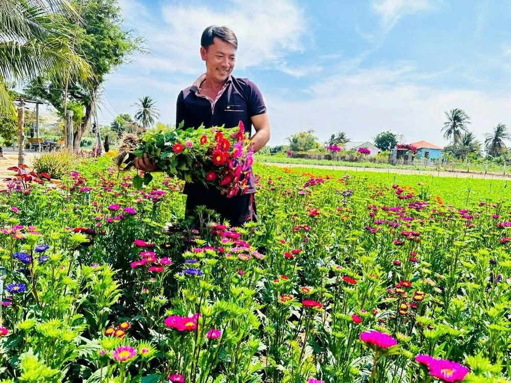 Những khóm cúc rực rỡ đón xuân về. Ảnh: ĐỨC HIỂN Những khóm cúc rực rỡ đón xuân về. Ảnh: ĐỨC HIỂN