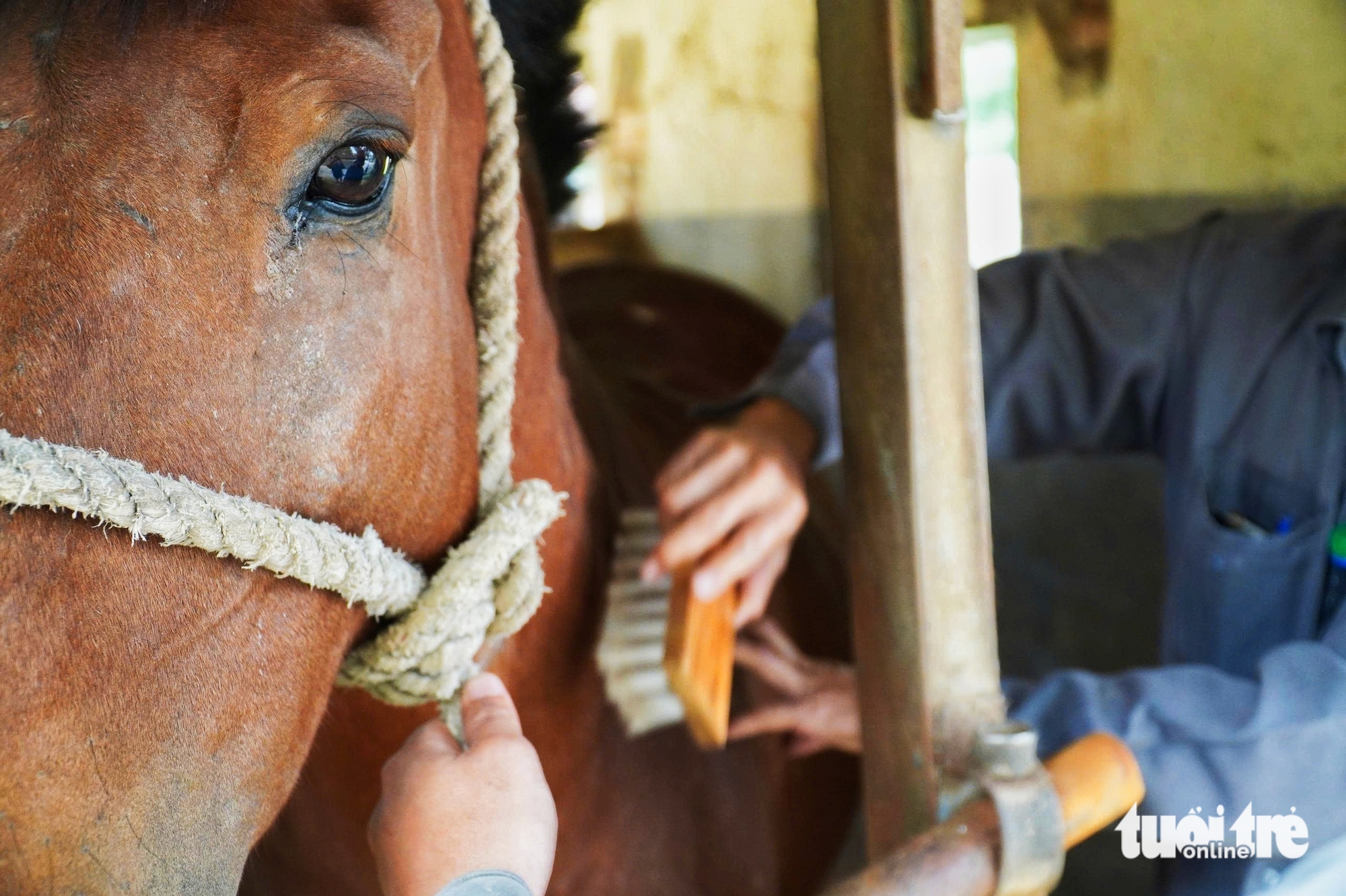 con ngựa - Ảnh 2.