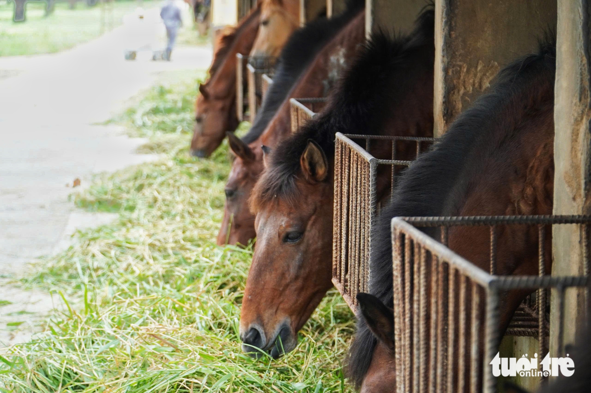 con ngựa - Ảnh 4.