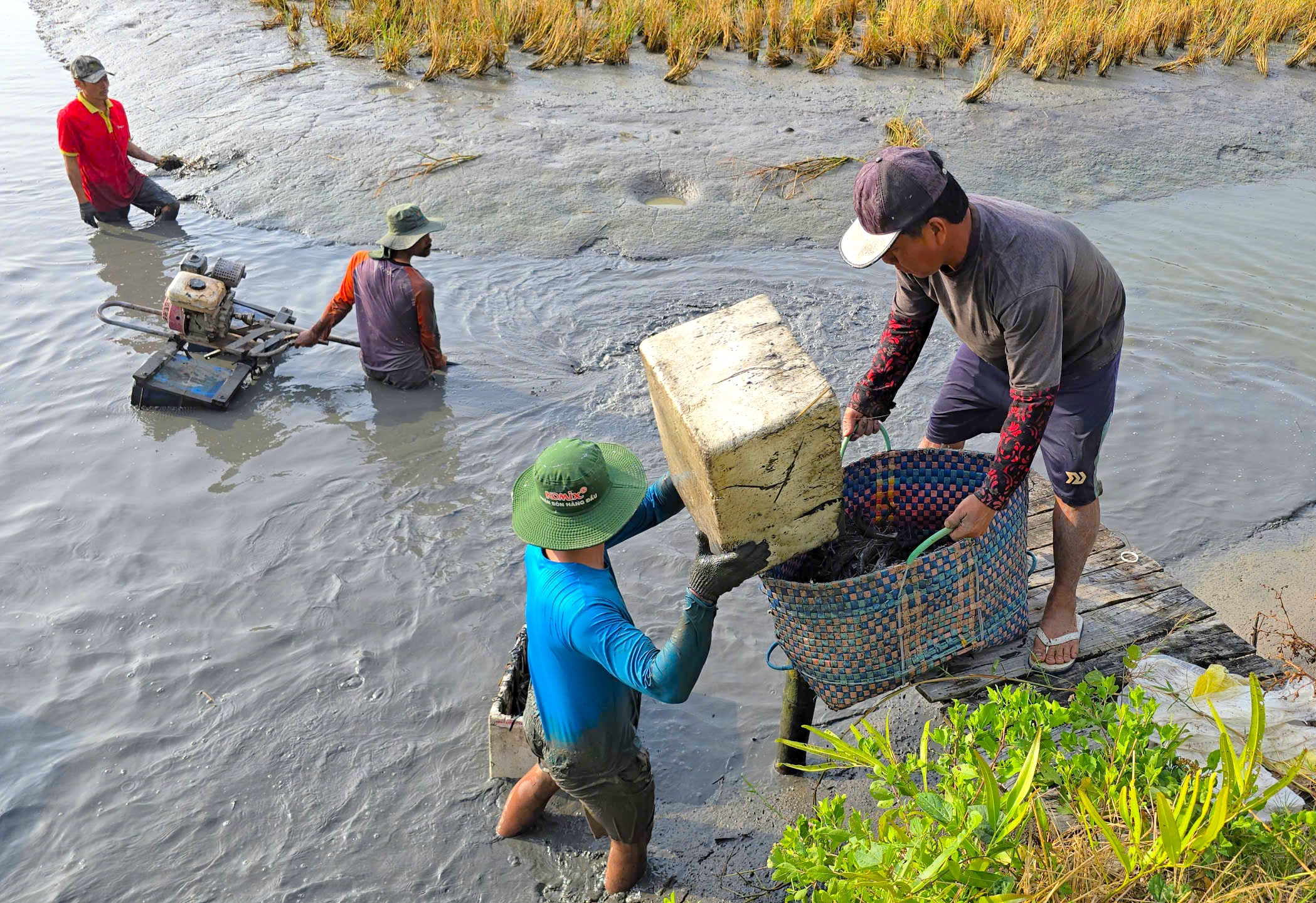 Nông dân Biển Bạch trúng lớn mùa lúa tôm, phấn khởi đón tết- Ảnh 3. Nông dân Biển Bạch trúng lớn mùa lúa tôm, phấn khởi đón tết- Ảnh 3.