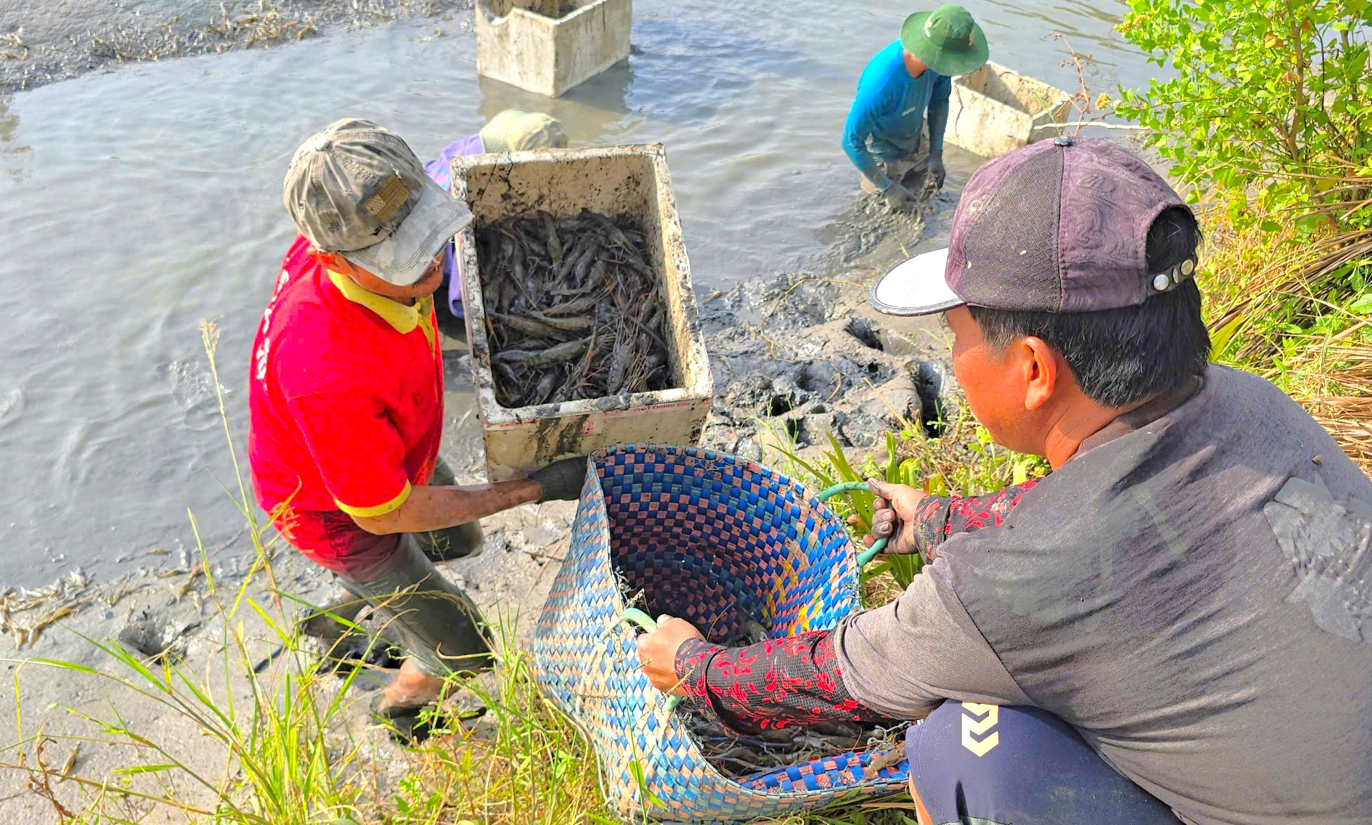 Nông dân Biển Bạch trúng lớn mùa lúa tôm, phấn khởi đón tết- Ảnh 4. Nông dân Biển Bạch trúng lớn mùa lúa tôm, phấn khởi đón tết- Ảnh 4.