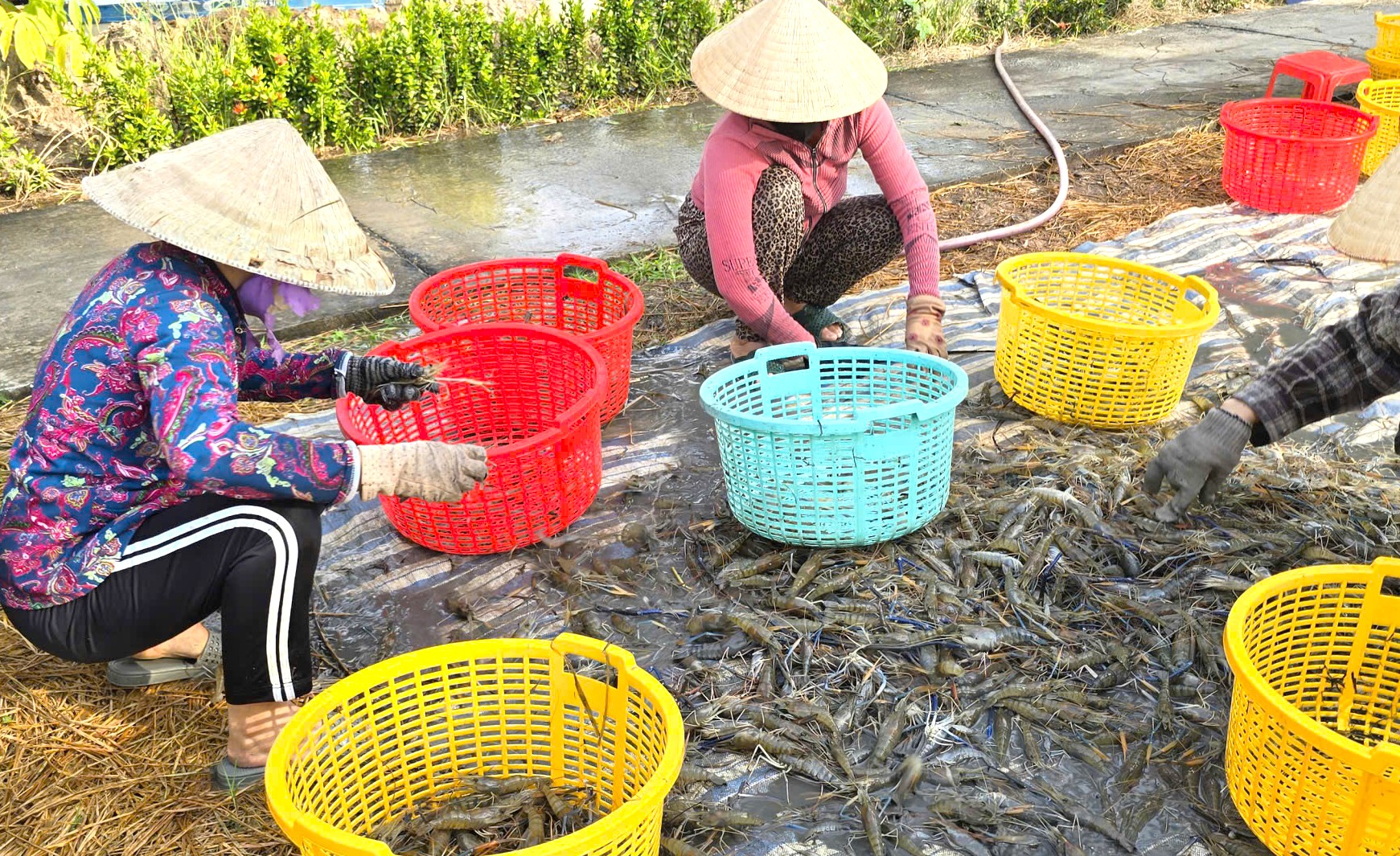 Nông dân Biển Bạch trúng lớn mùa lúa tôm, phấn khởi đón tết- Ảnh 5. Nông dân Biển Bạch trúng lớn mùa lúa tôm, phấn khởi đón tết- Ảnh 5.