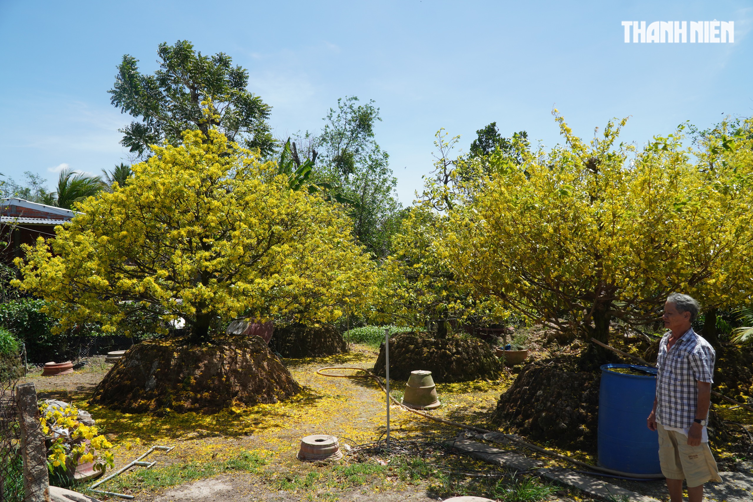 Những cây mai 'may mắn' ở Làng mai vàng Phước Định- Ảnh 2.