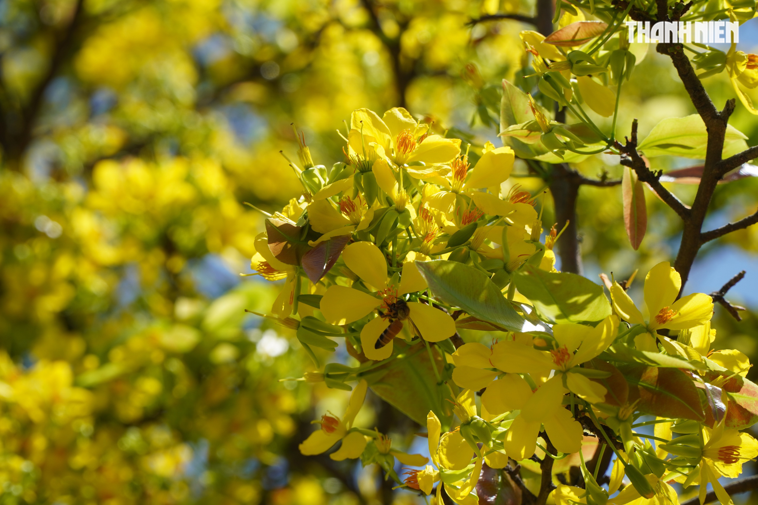Những cây mai 'may mắn' ở Làng mai vàng Phước Định- Ảnh 4.