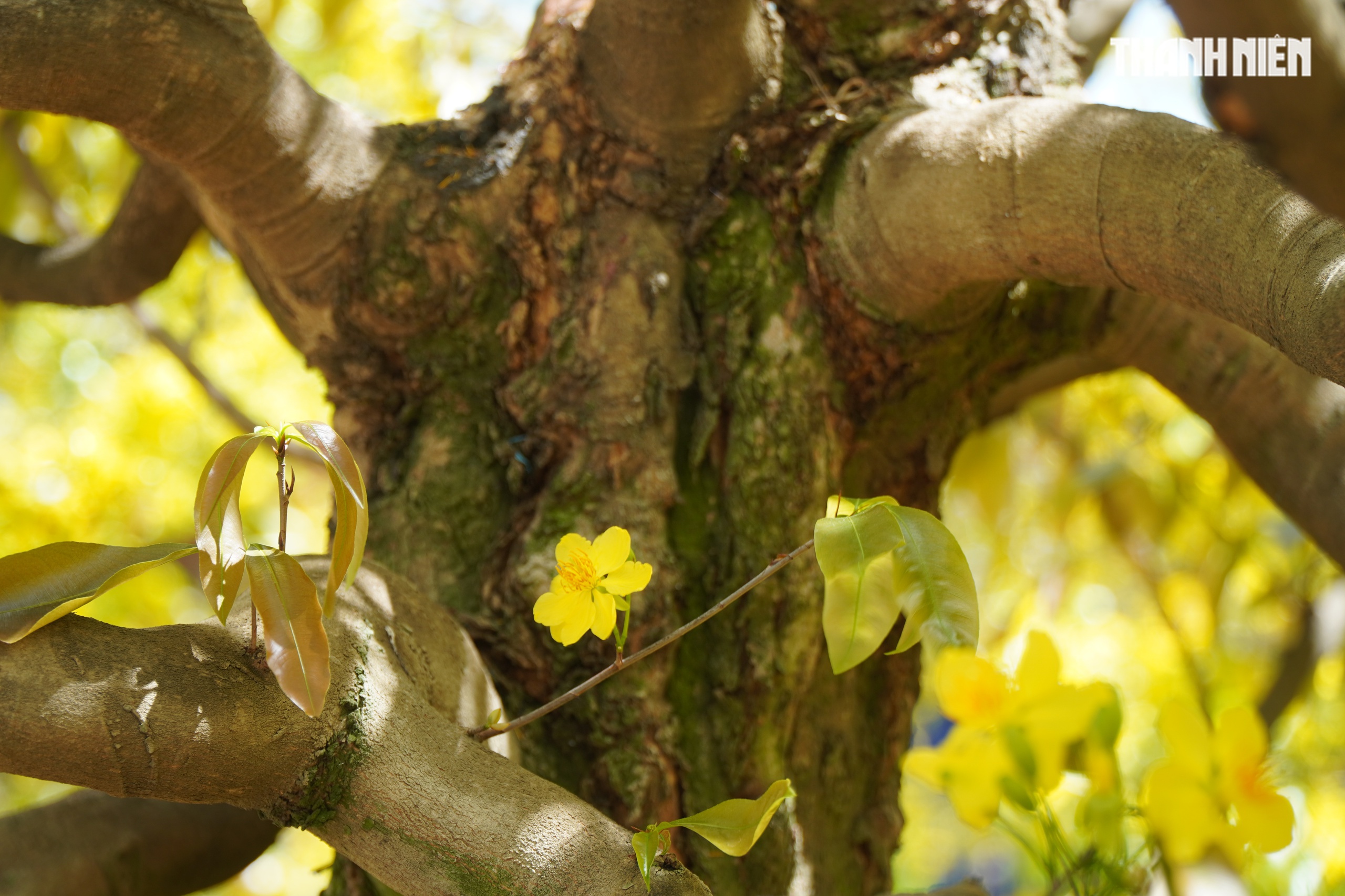 Những cây mai 'may mắn' ở Làng mai vàng Phước Định- Ảnh 5.