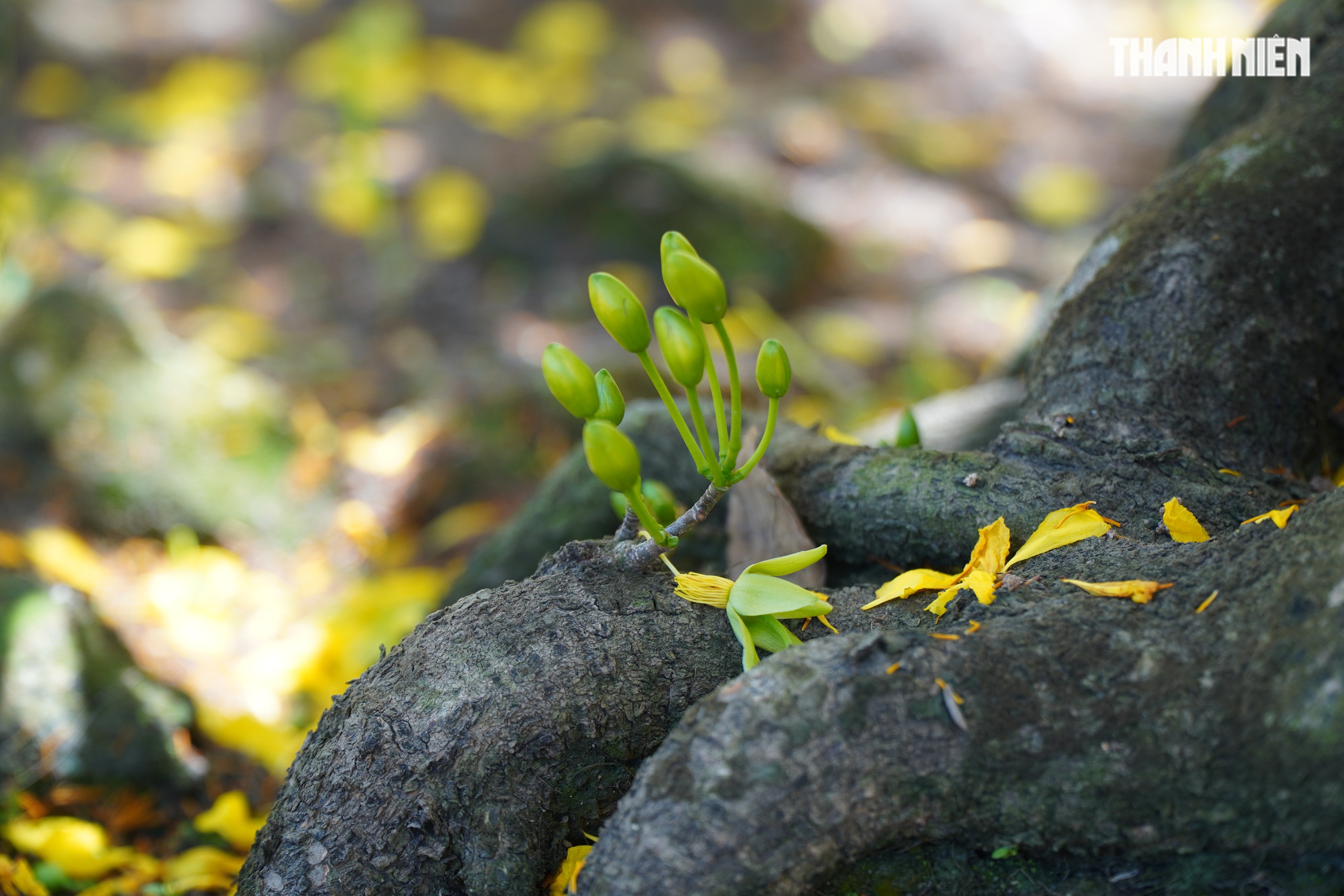 Những cây mai 'may mắn' ở Làng mai vàng Phước Định- Ảnh 7.