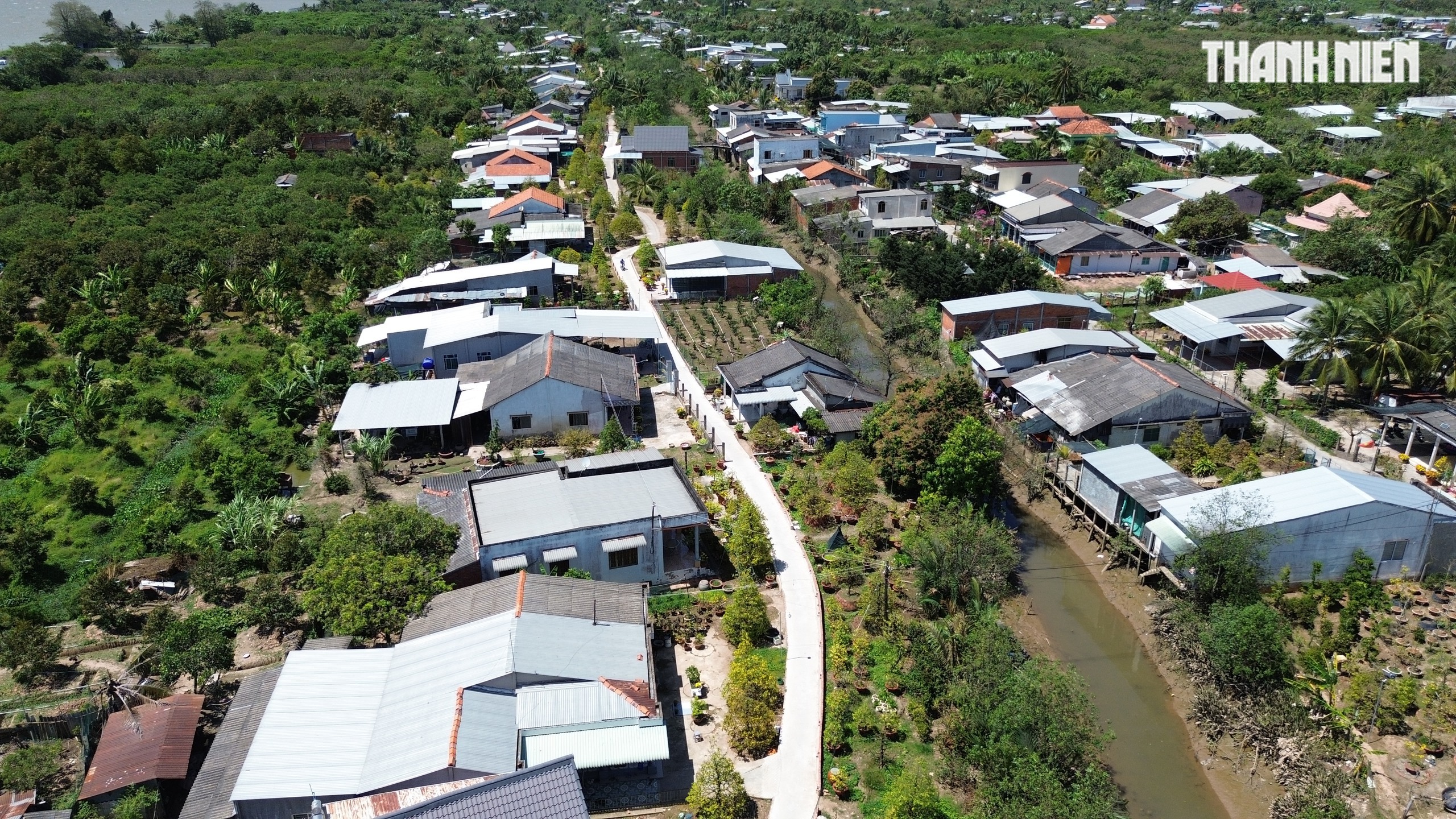 Những cây mai 'may mắn' ở Làng mai vàng Phước Định- Ảnh 9.