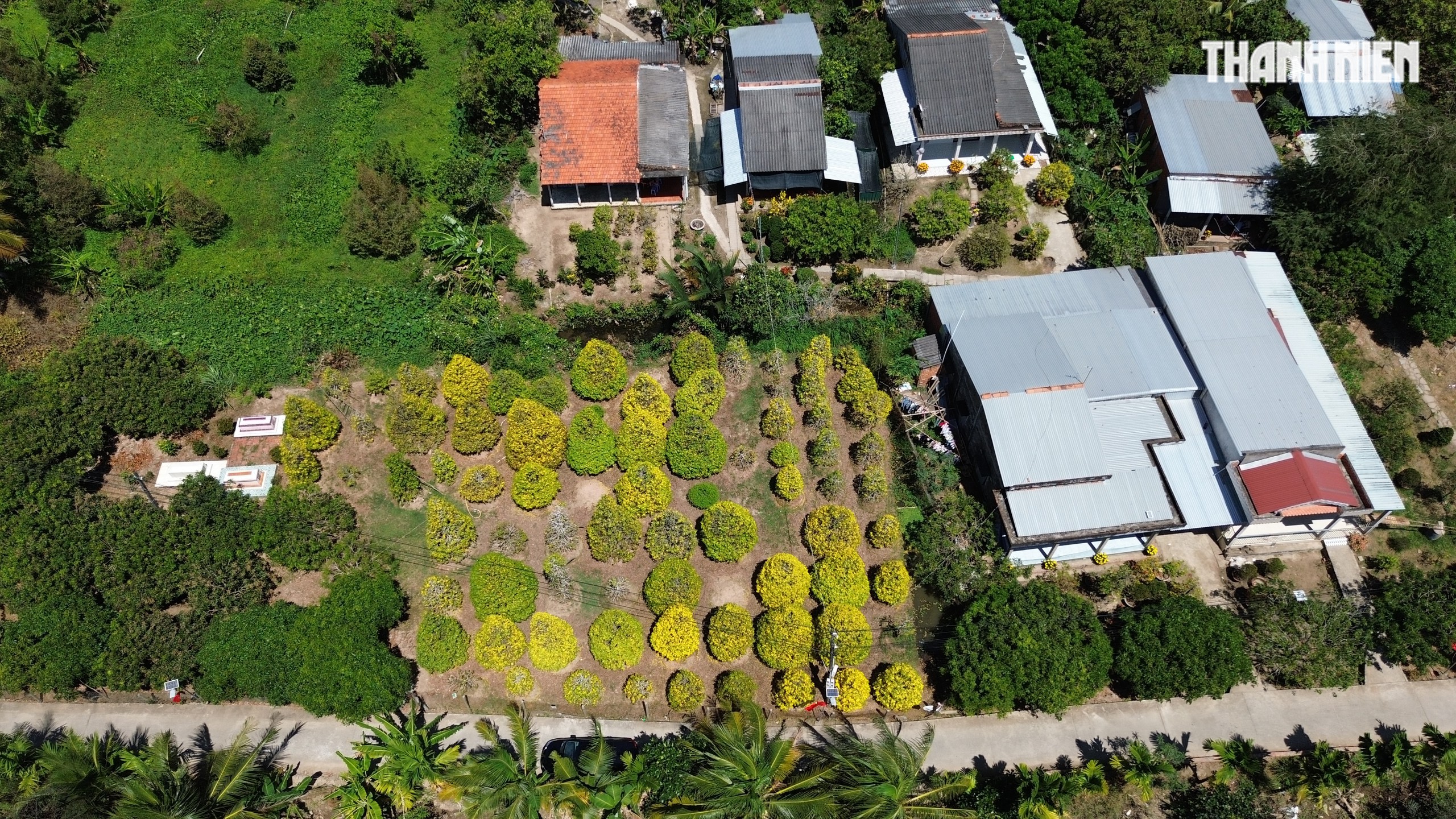 Những cây mai 'may mắn' ở Làng mai vàng Phước Định- Ảnh 10.