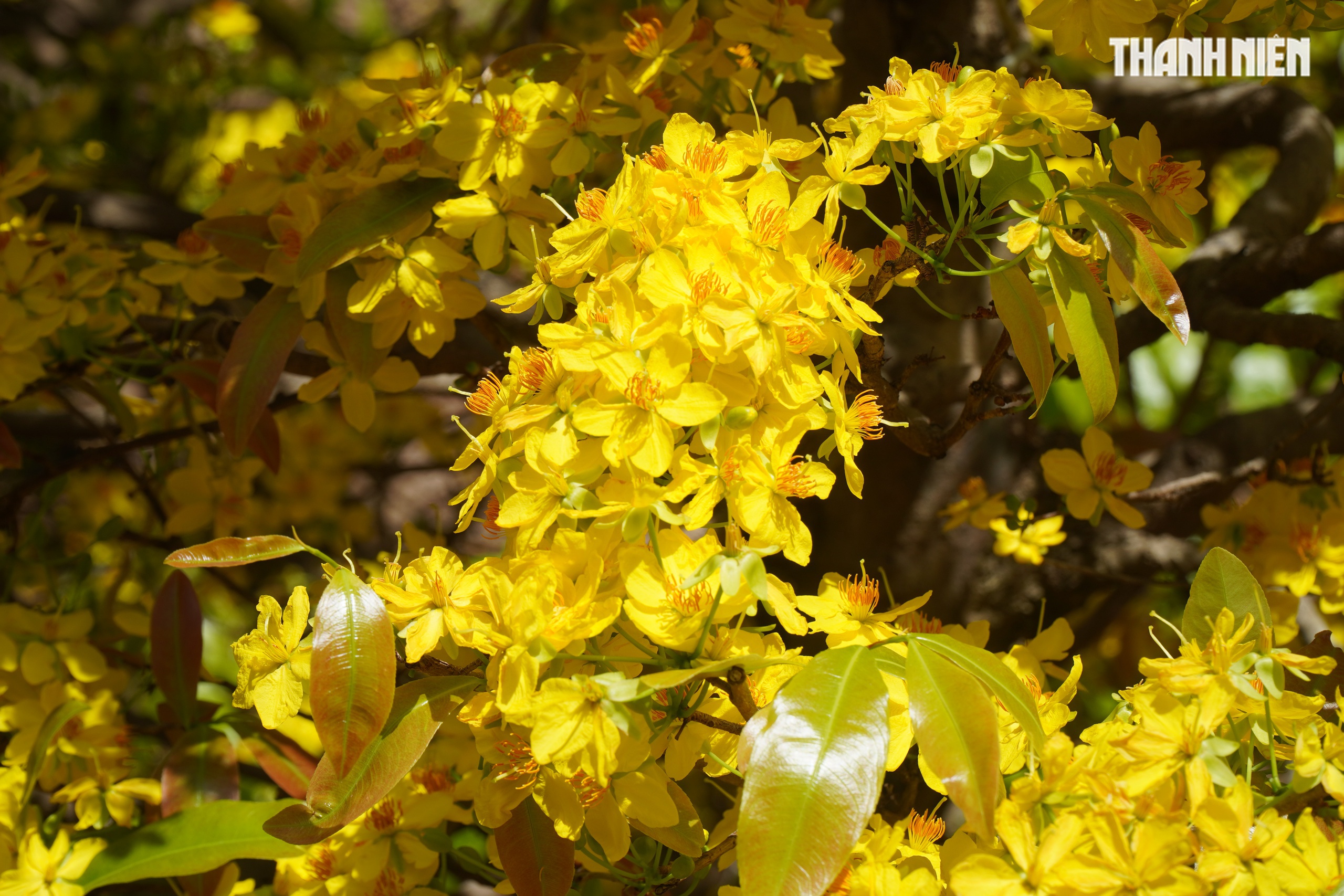 Những cây mai 'may mắn' ở Làng mai vàng Phước Định- Ảnh 14.