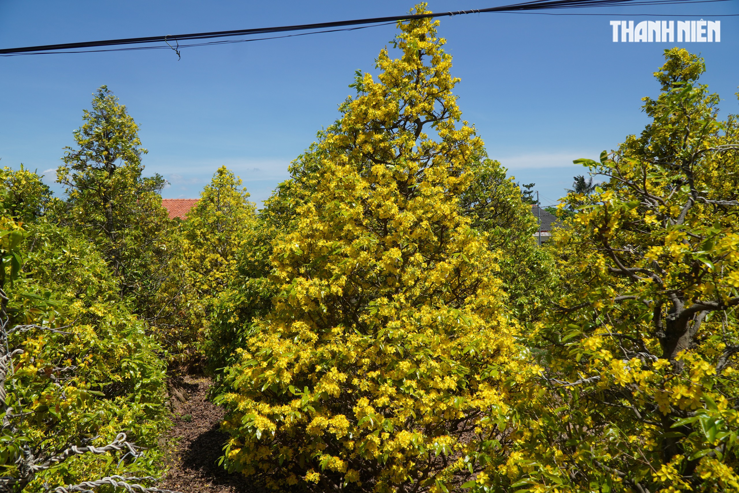 Những cây mai 'may mắn' ở Làng mai vàng Phước Định- Ảnh 15.