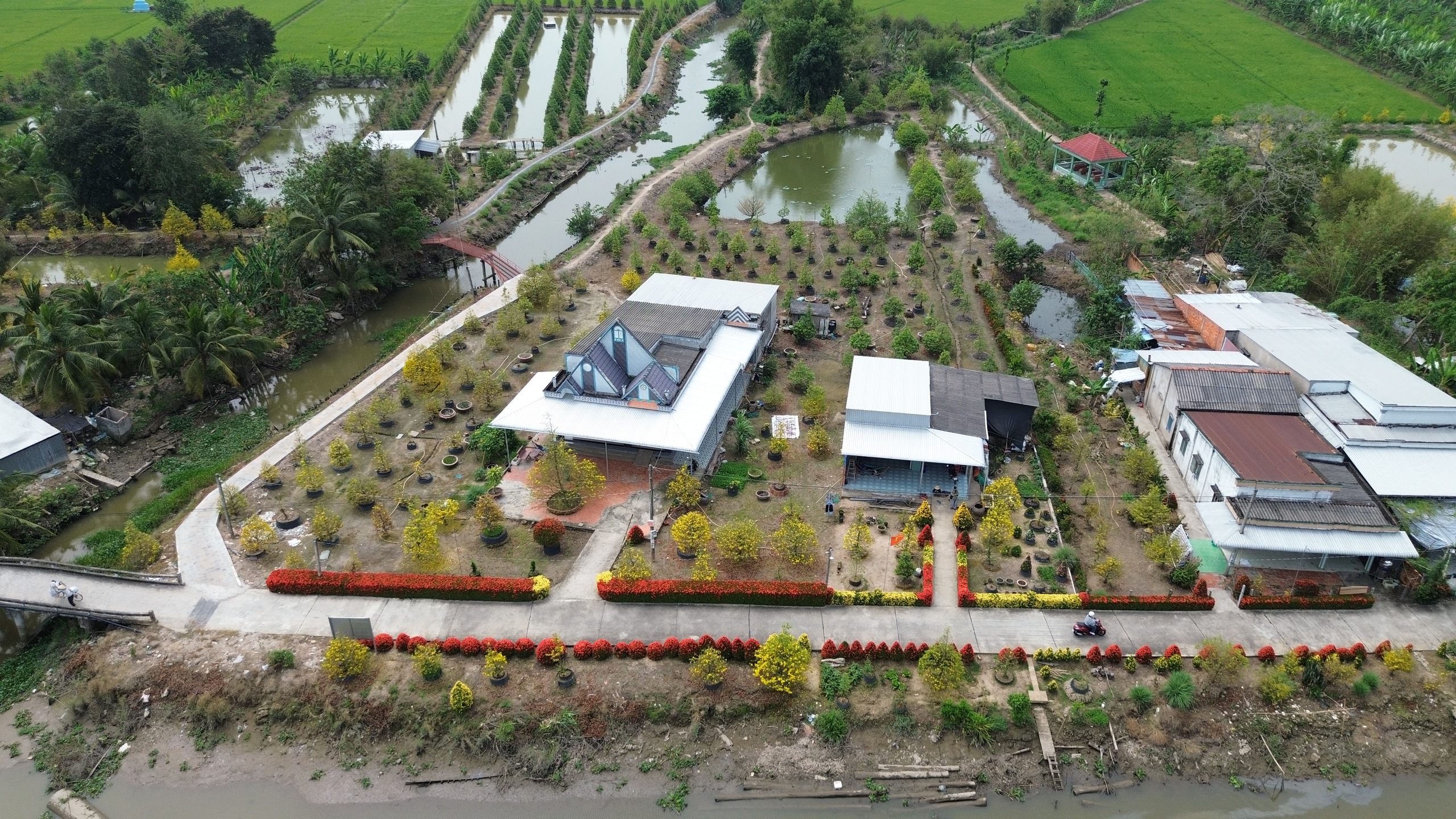 Xóm nhỏ miền Tây bừng sắc xuân với hàng rào hoa, hút khách check-in 2 Xóm nhỏ miền Tây rực rỡ sắc xuân với hàng rào hoa thu hút khách check-in - Ảnh 2.