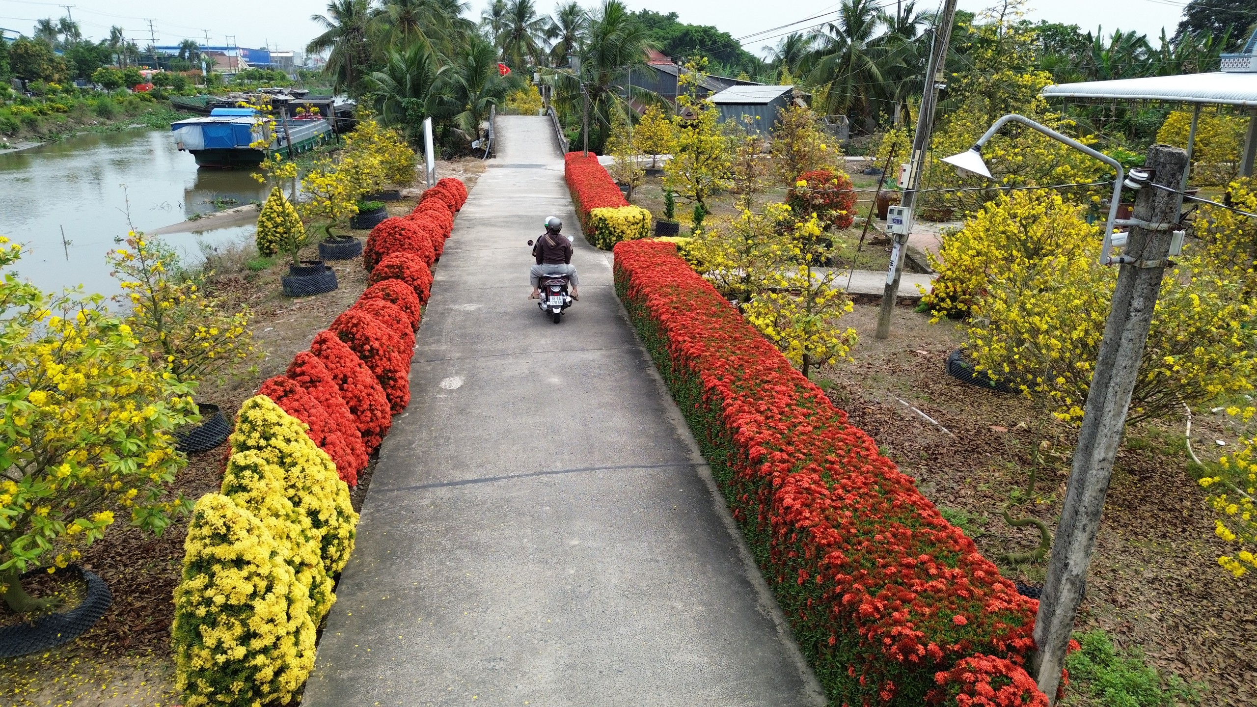 Xóm nhỏ miền Tây bừng sắc xuân với hàng rào hoa, hút khách check-in 3 Xóm nhỏ miền Tây rực rỡ sắc xuân với hàng rào hoa thu hút khách check-in - Ảnh 3.