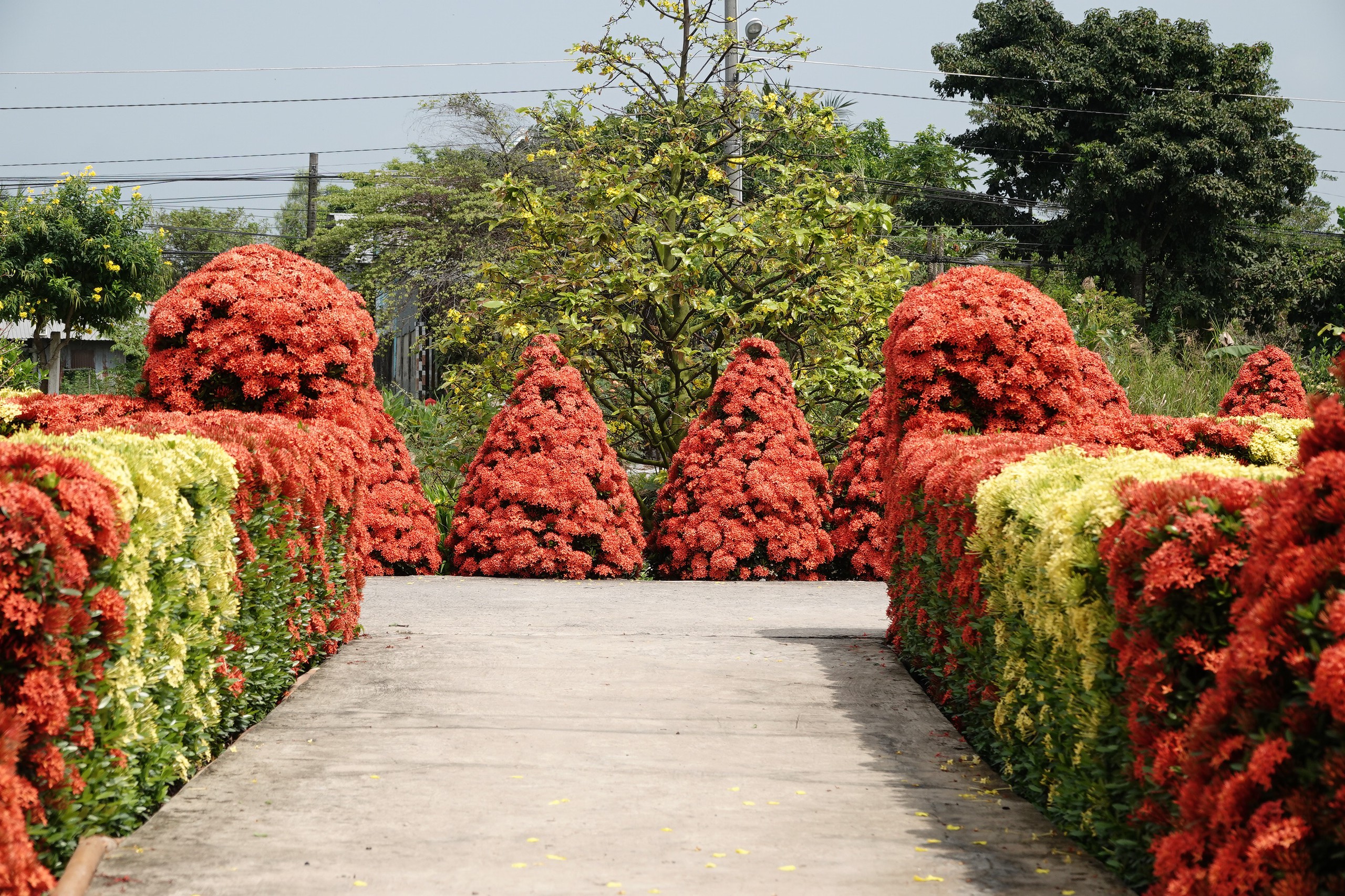 Xóm nhỏ miền Tây bừng sắc xuân với hàng rào hoa, hút khách check-in 5 Xóm nhỏ miền Tây rực rỡ sắc xuân với hàng rào hoa thu hút khách check-in - Ảnh 5.