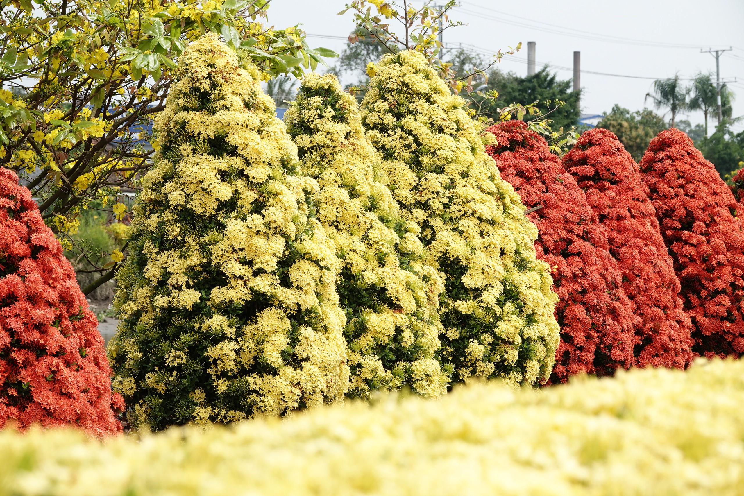 Xóm nhỏ miền Tây bừng sắc xuân với hàng rào hoa, hút khách check-in 7 Xóm nhỏ miền Tây rực rỡ sắc xuân với hàng rào hoa thu hút khách check-in - Ảnh 7.