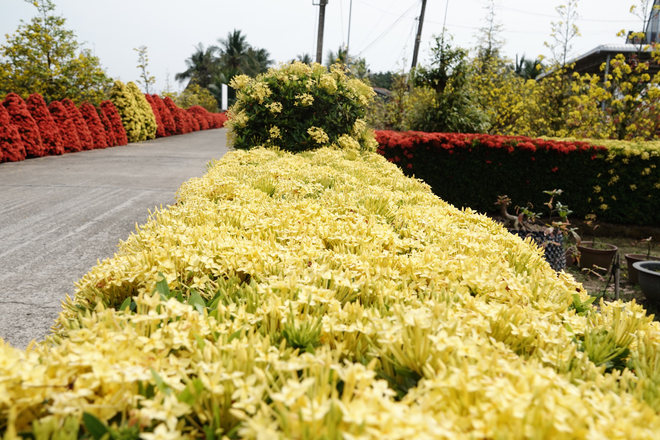 Xóm nhỏ miền Tây bừng sắc xuân với hàng rào hoa, hút khách check-in 6 Xóm nhỏ miền Tây rực rỡ sắc xuân với hàng rào hoa thu hút khách check-in - Ảnh 6.