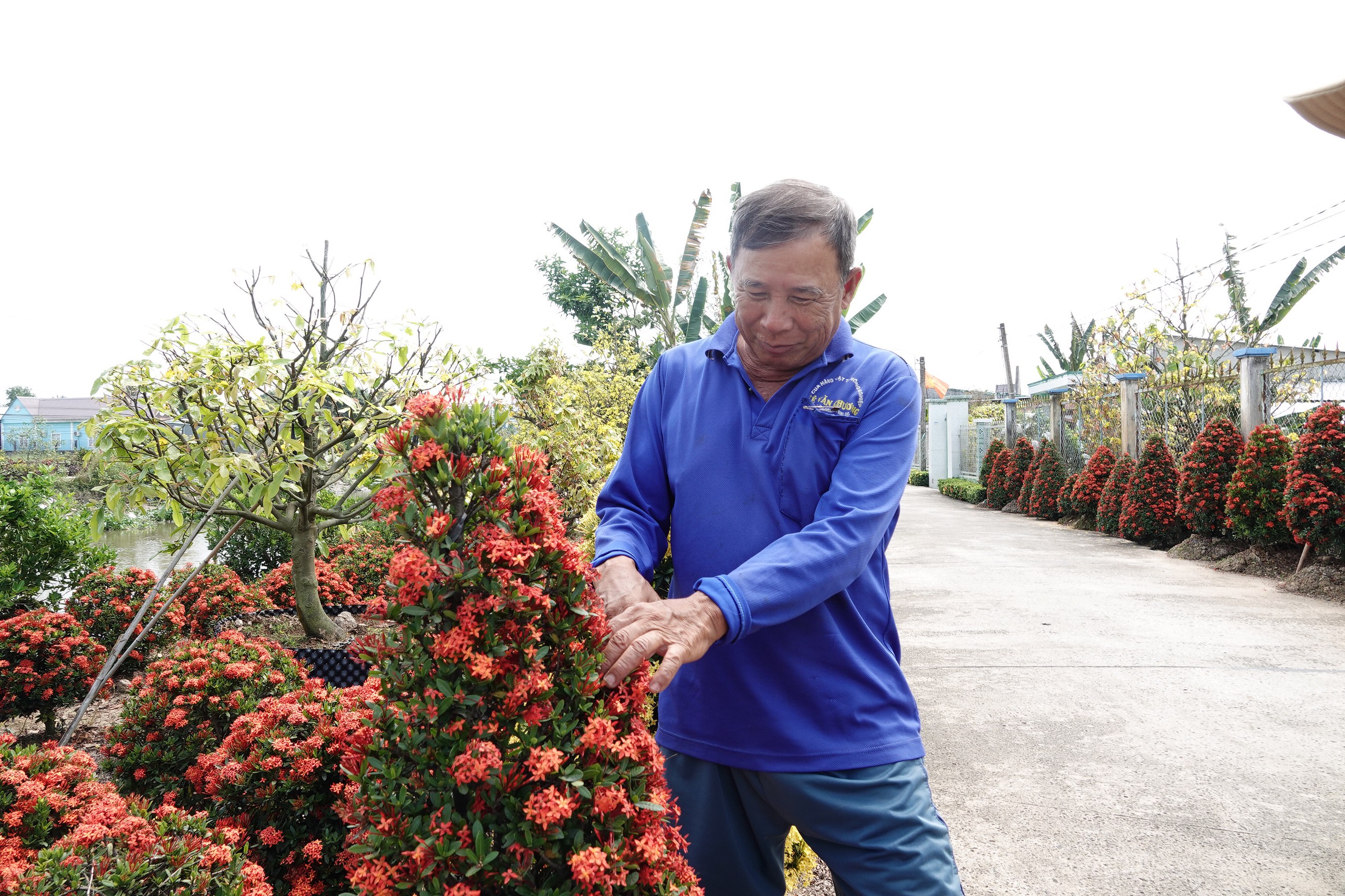 Xóm nhỏ miền Tây bừng sắc xuân với hàng rào hoa, hút khách check-in 8 Xóm nhỏ miền Tây rực rỡ sắc xuân với hàng rào hoa thu hút khách check-in - Ảnh 8.