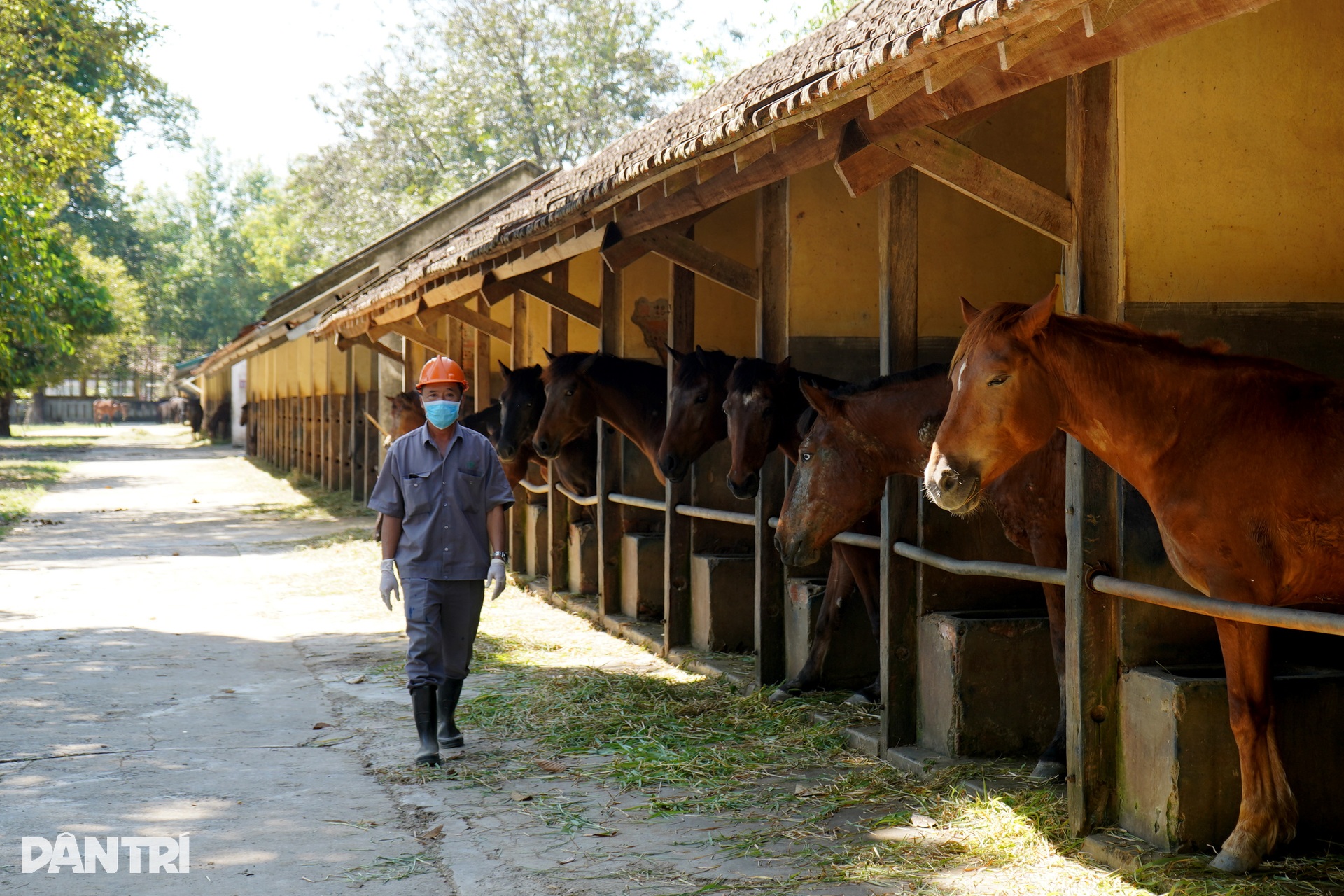 Bên trong trại chiến binh ngựa duy nhất ở Việt Nam mang sứ mệnh cứu người - 5