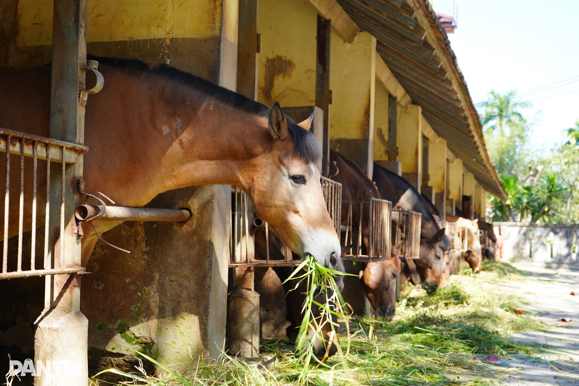 Bên trong trại chiến binh ngựa duy nhất ở Việt Nam mang sứ mệnh cứu người - 7