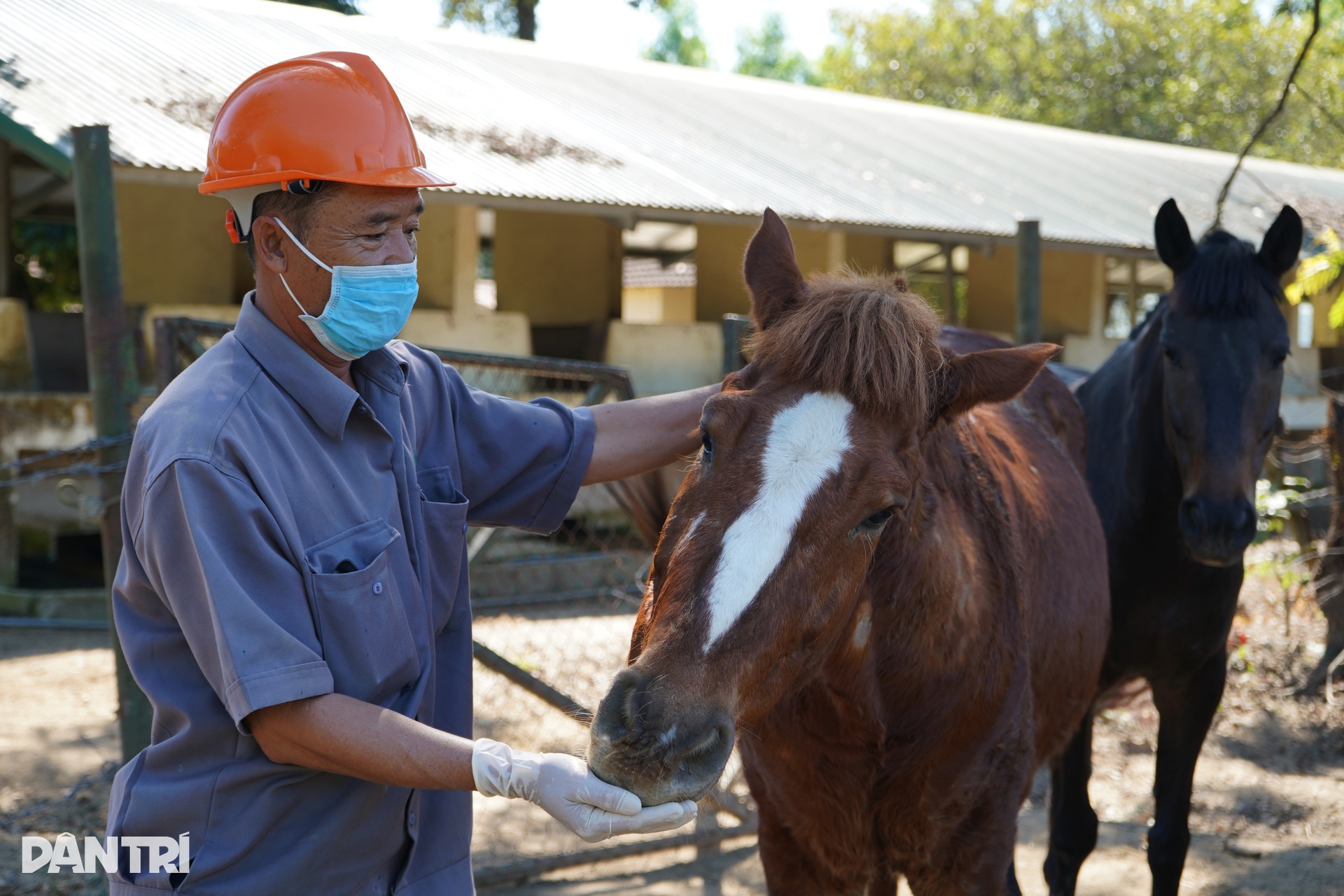 Bên trong trại chiến binh ngựa duy nhất ở Việt Nam mang sứ mệnh cứu người - 8