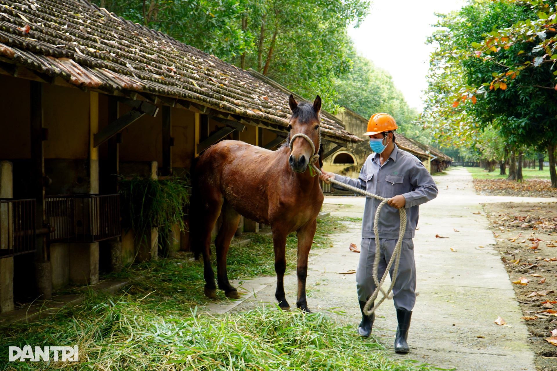Bên trong trại chiến binh ngựa duy nhất ở Việt Nam mang sứ mệnh cứu người - 12
