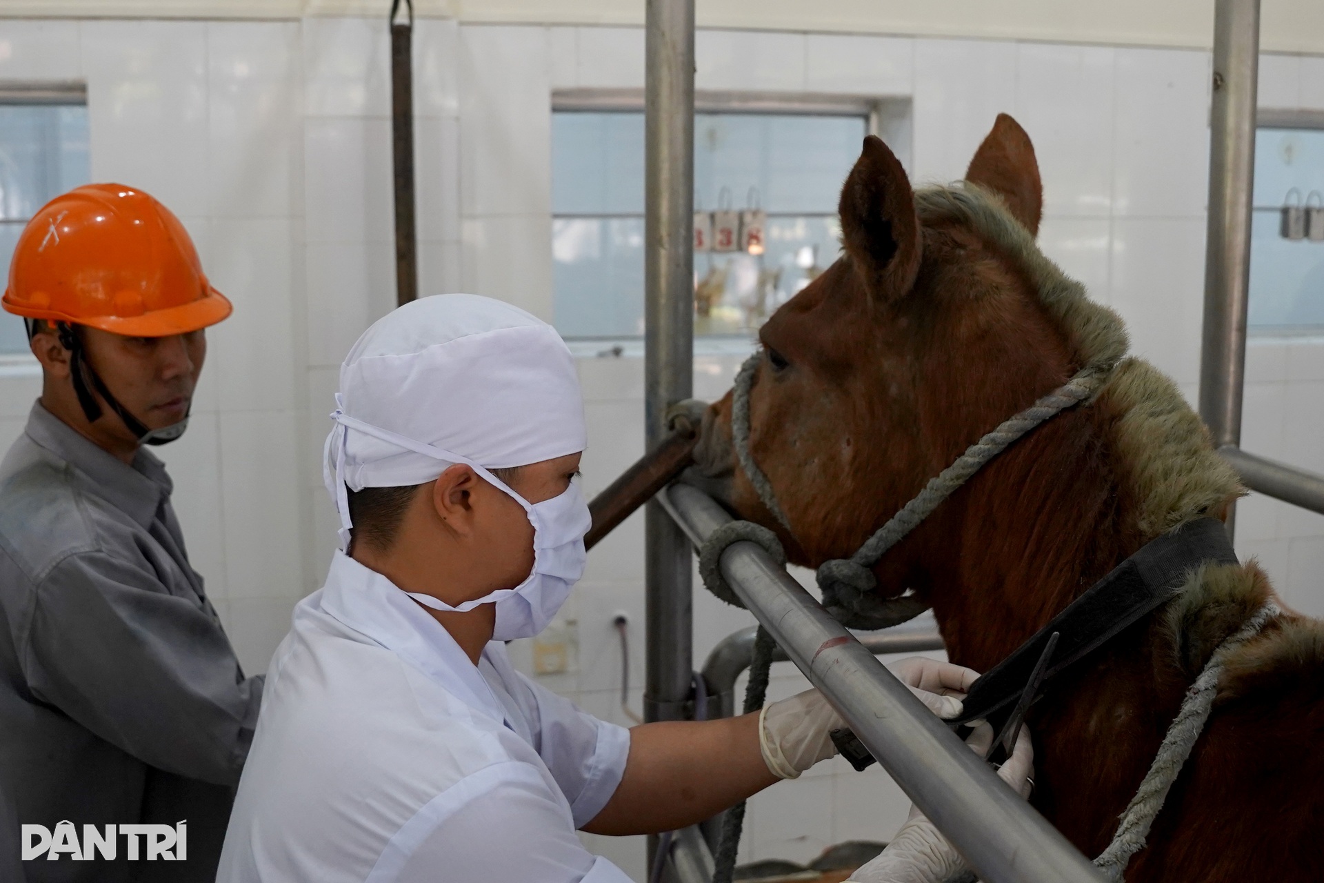 Bên trong trại chiến binh ngựa duy nhất ở Việt Nam mang sứ mệnh cứu người - 13
