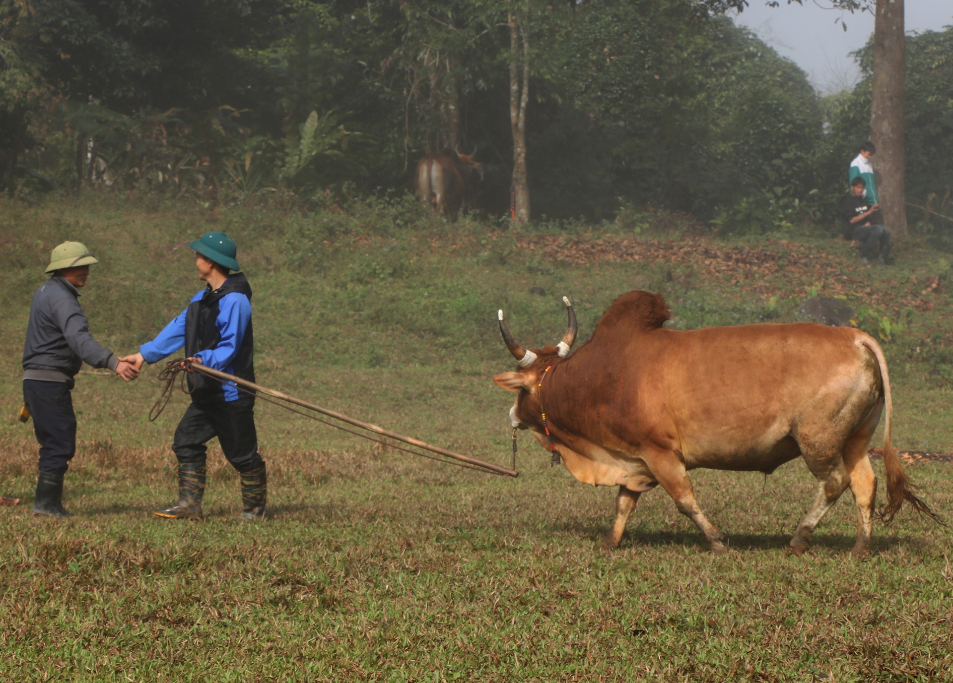 Ngày xuân, lên núi xem bò chận - 2