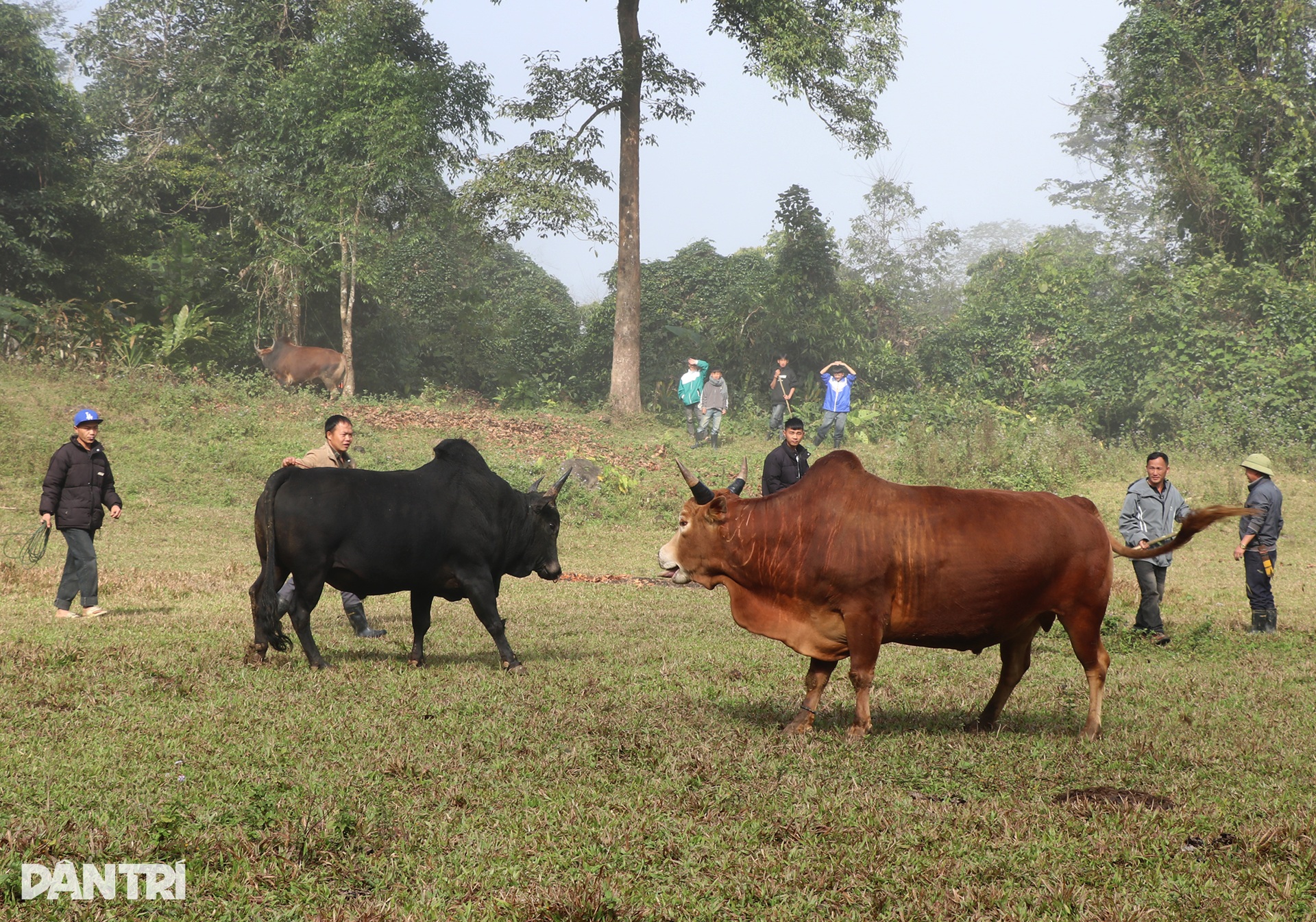 Ngày xuân, lên núi xem bò chận - 3