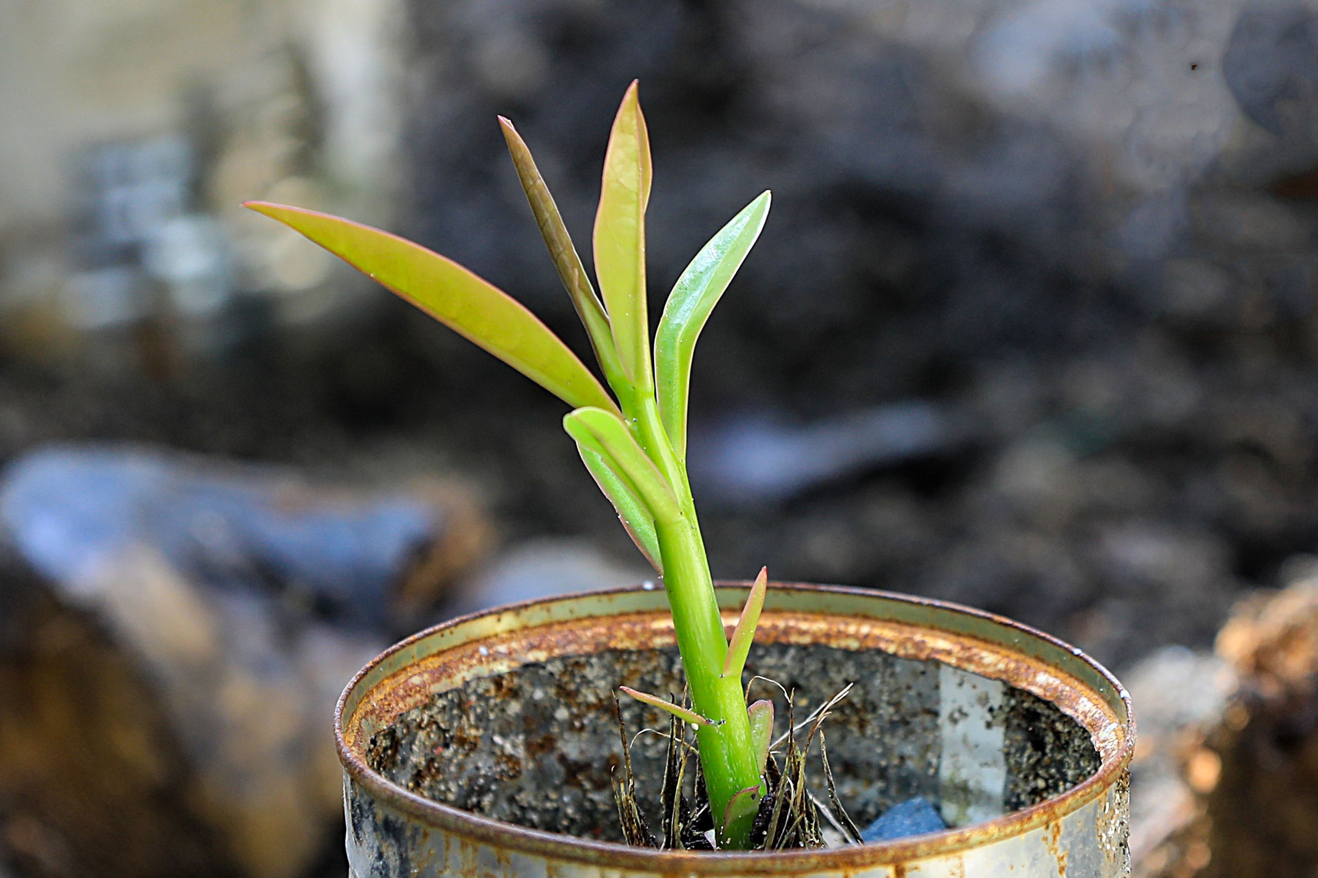 Tết ở Trường Sa - Kỳ 7: Sinh Tồn xanh xanh- Ảnh 10.